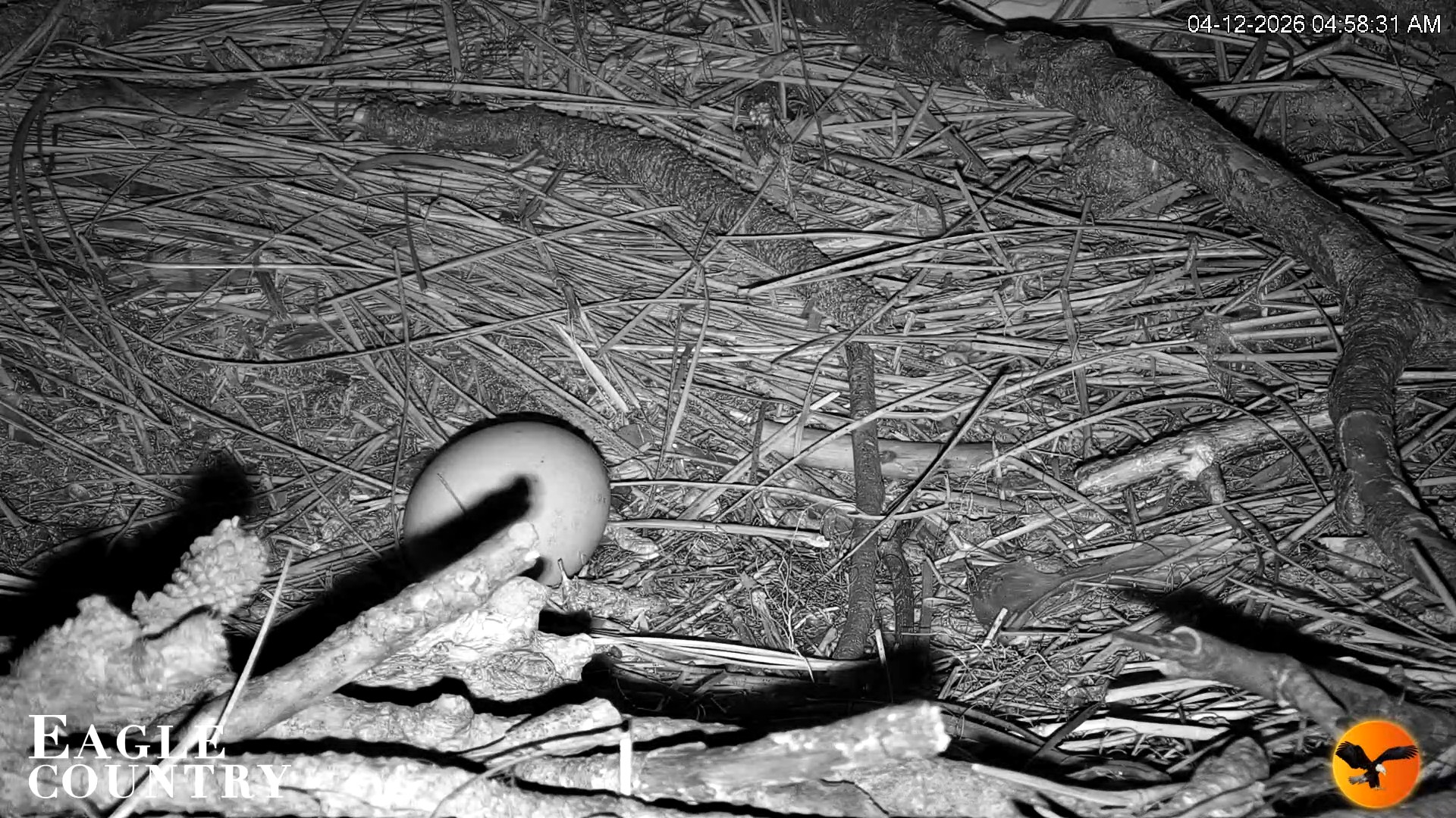 Snapshot of Eagle Country Great Horned Owl Nest Live Cam taken Apr 12, 2026, 8:28am EDT