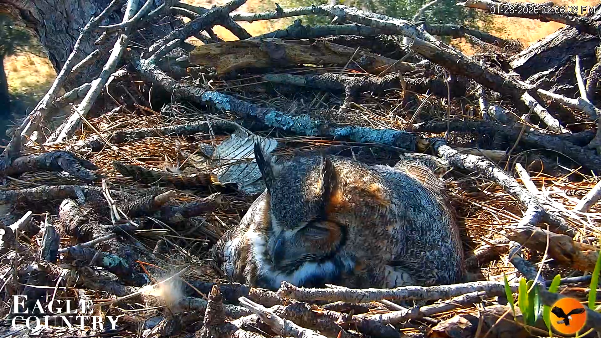 Snapshot of Eagle Country Great Horned Owl Nest Live Cam taken Jan 28, 2026, 2:07pm EST