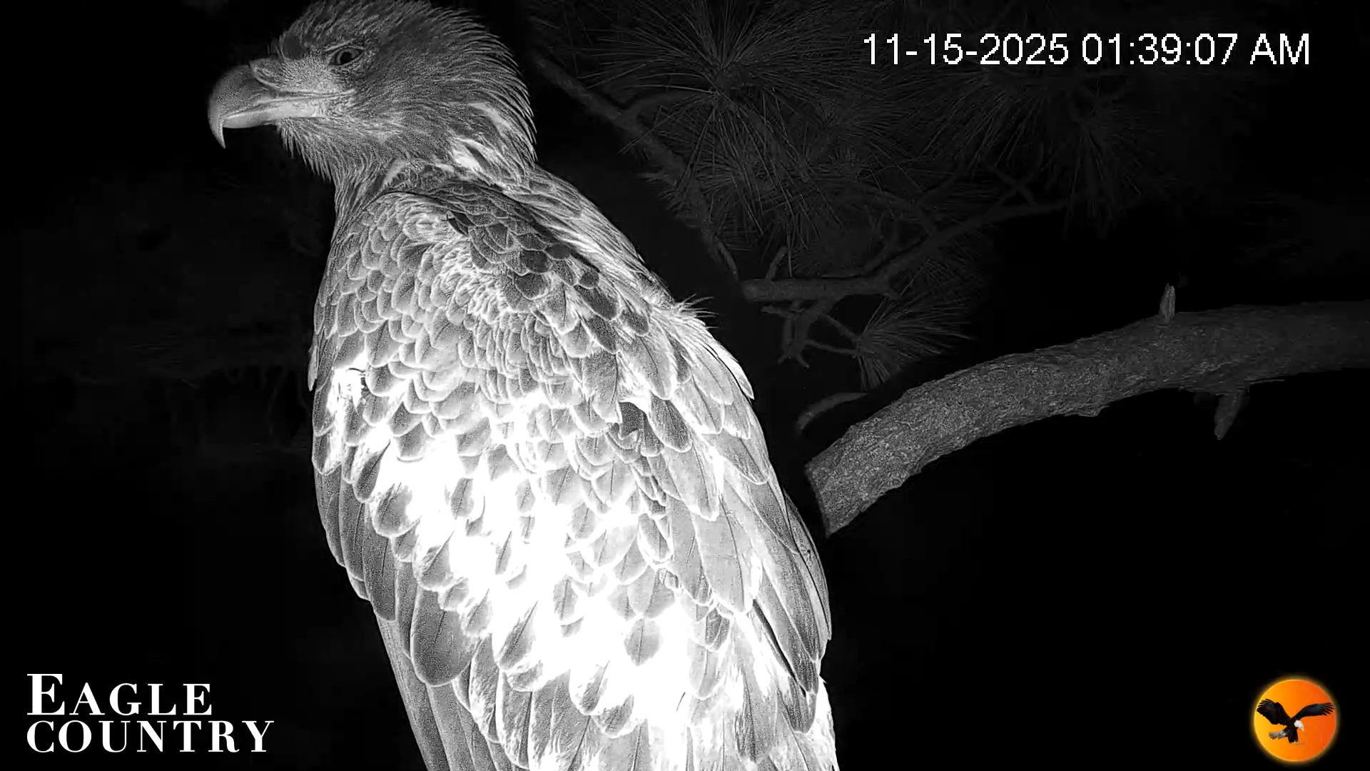 Snapshot of Eagle Country Bald Eagles Nest Live Cam taken Nov 15, 2025, 1:40am EST