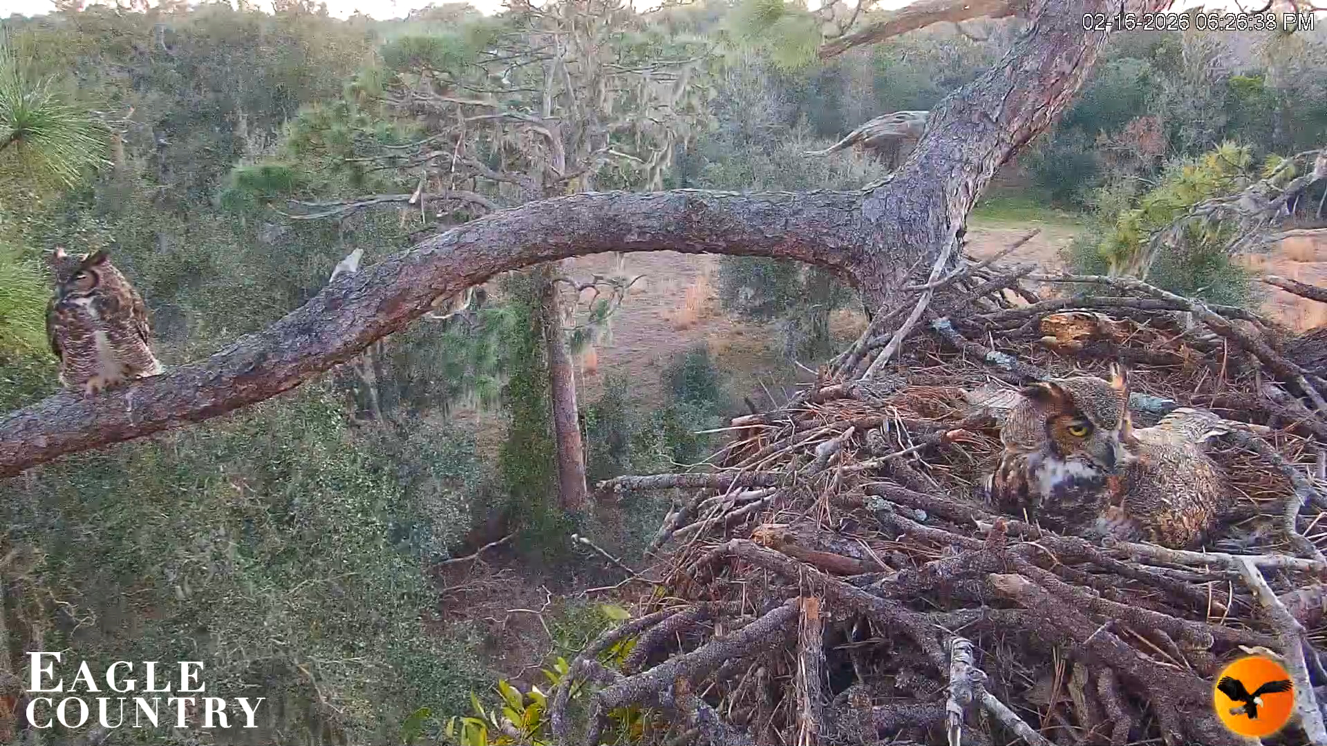 Snapshot of Eagle Country Great Horned Owl Nest Live Cam taken Feb 16, 2026, 6:27pm EST