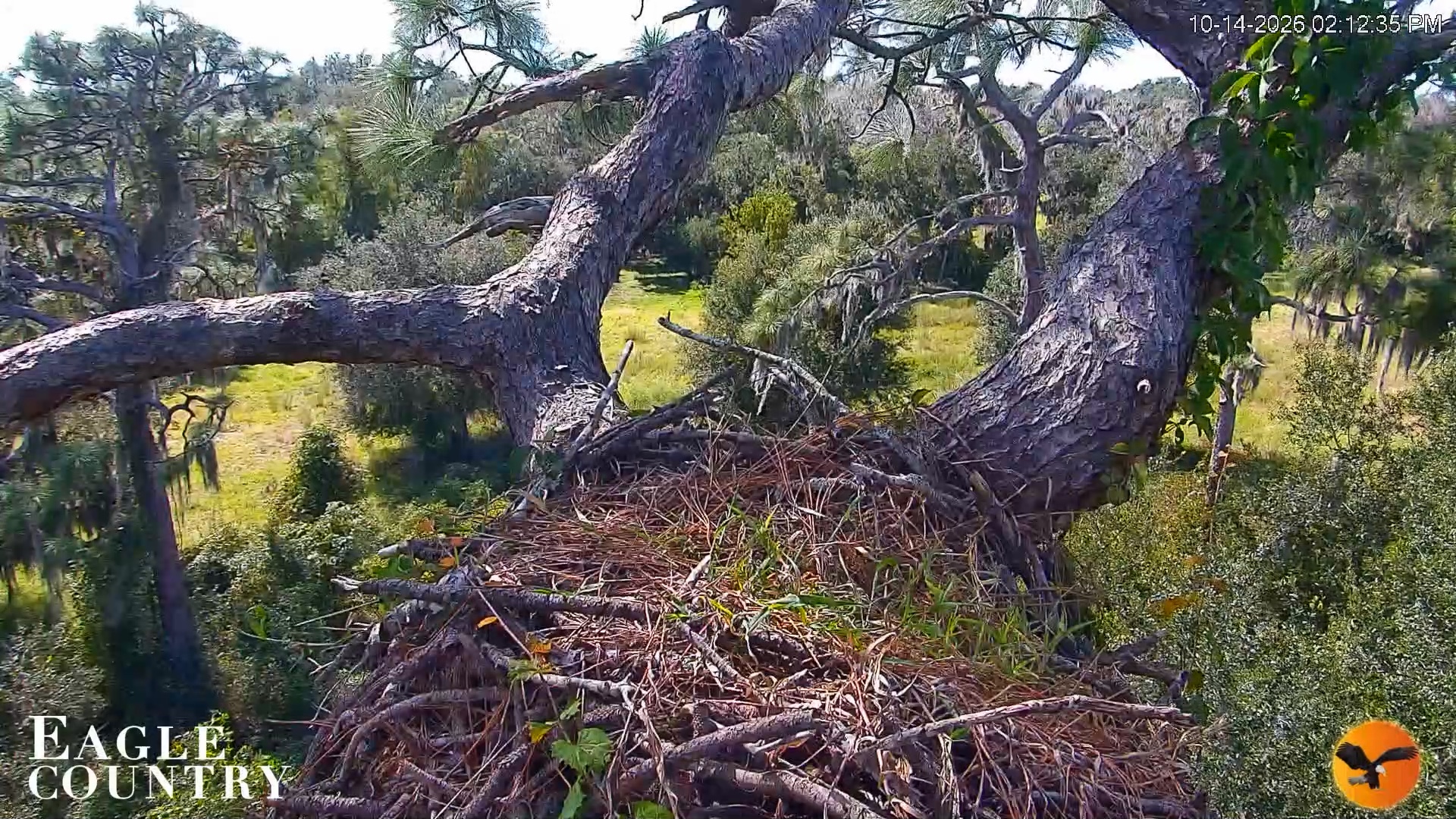 Snapshot of Eagle Country Great Horned Owl Nest Live Cam taken Oct 14, 2026, 2:14pm EDT