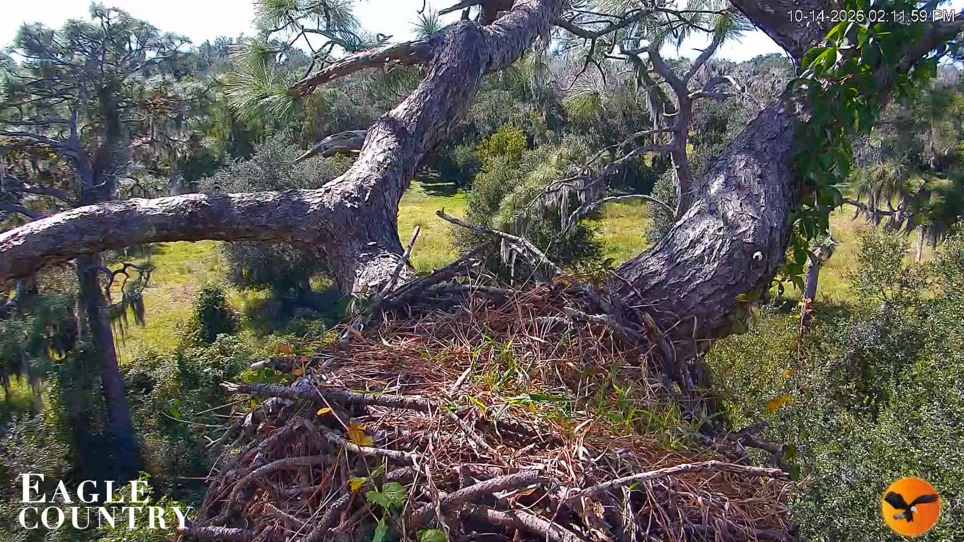 Snapshot of Eagle Country Great Horned Owl Nest Live Cam taken Oct 14, 2026, 2:13pm EDT