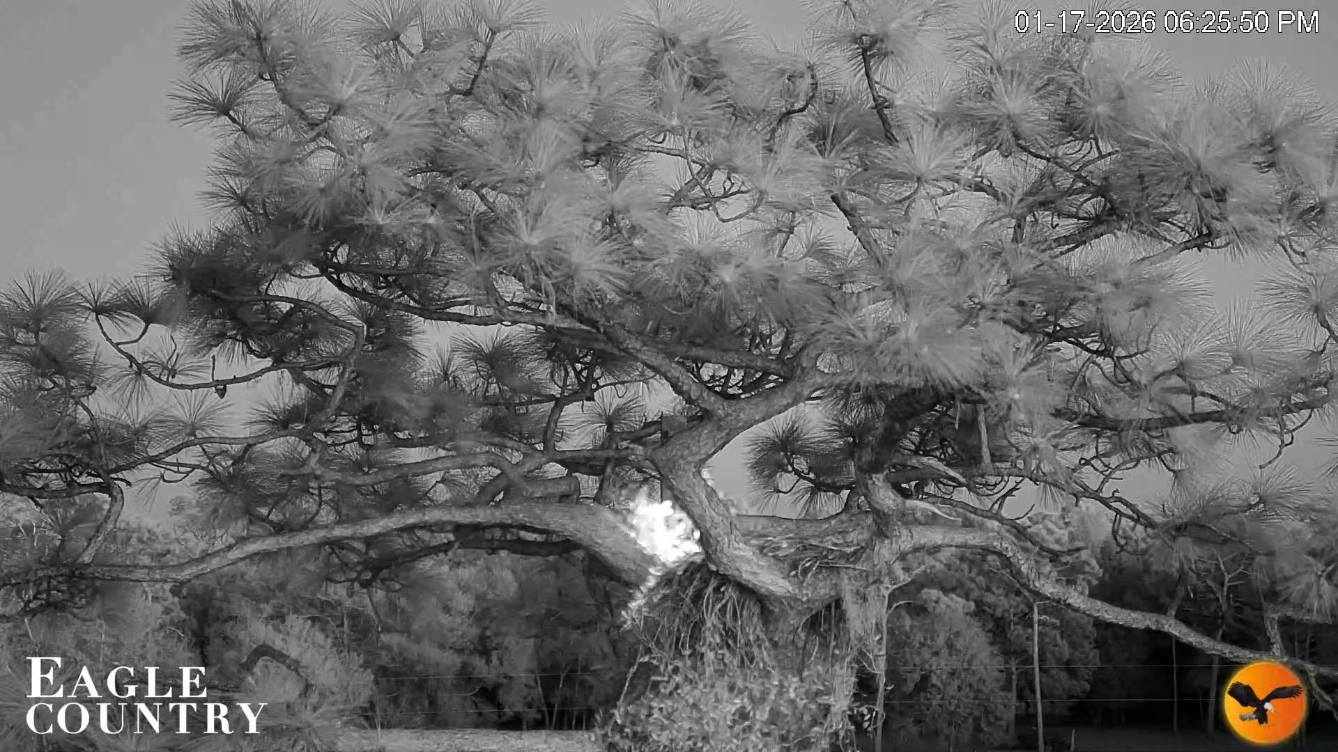 Snapshot of Eagle Country Great Horned Owl Nest Live Cam taken Jan 17, 2026, 6:25pm EST