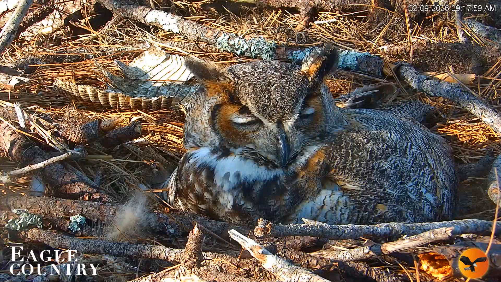 Snapshot of Eagle Country Great Horned Owl Nest Live Cam taken Feb 9, 2026, 9:18am EST