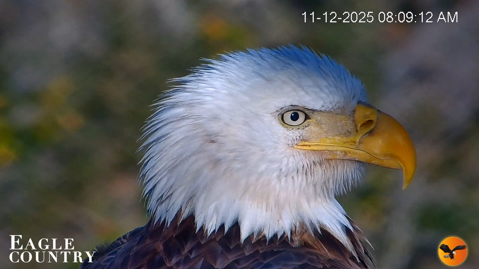 Snapshot of Eagle Country Bald Eagles Nest Live Cam taken Nov 12, 2025, 9:23am EST