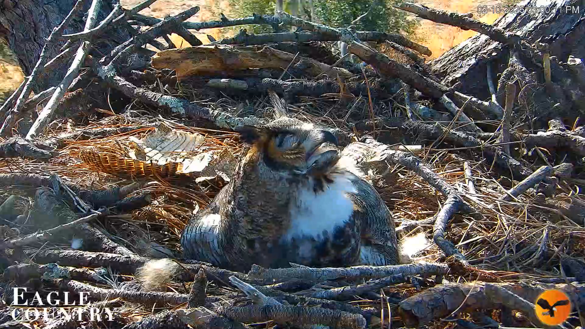 Snapshot of Eagle Country Great Horned Owl Nest Live Cam taken Feb 10, 2026, 3:01pm EST