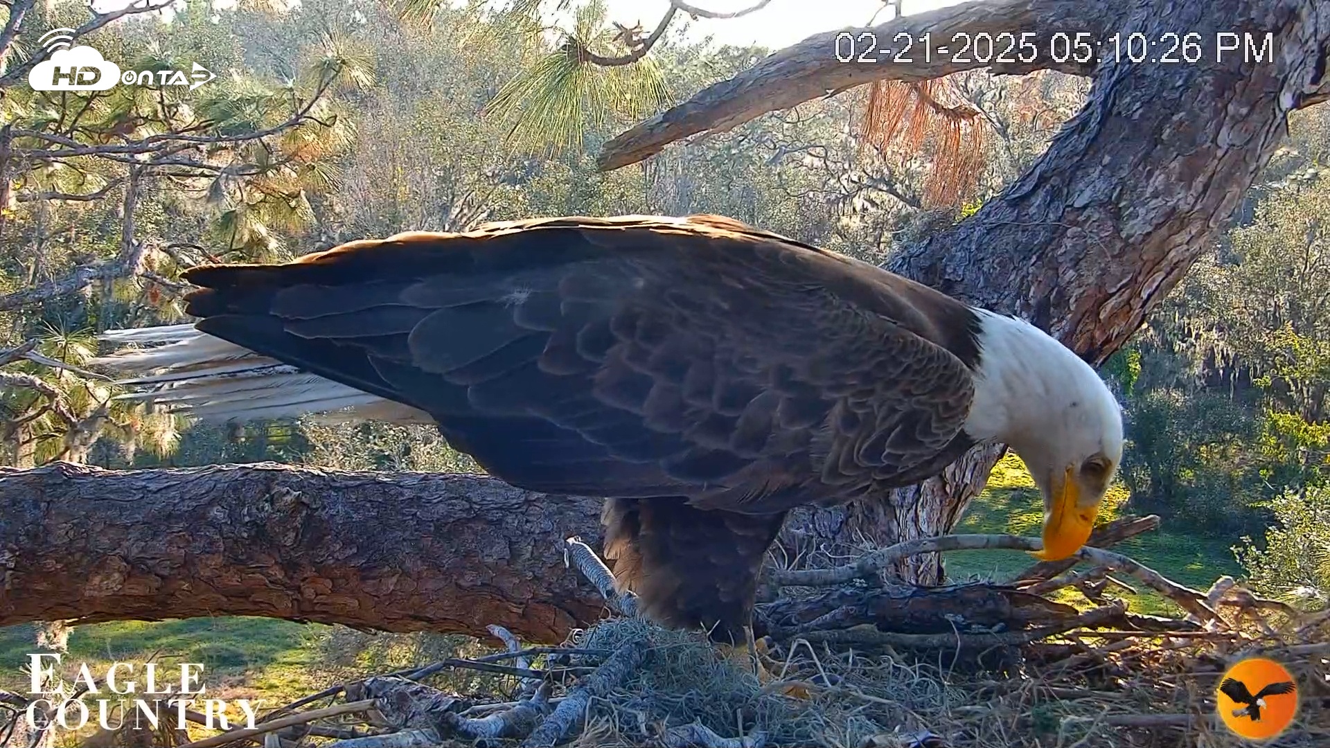 Snapshot of Eagle Country Great Horned Owl Nest Live Cam taken Feb 21, 2025, 5:11pm EST