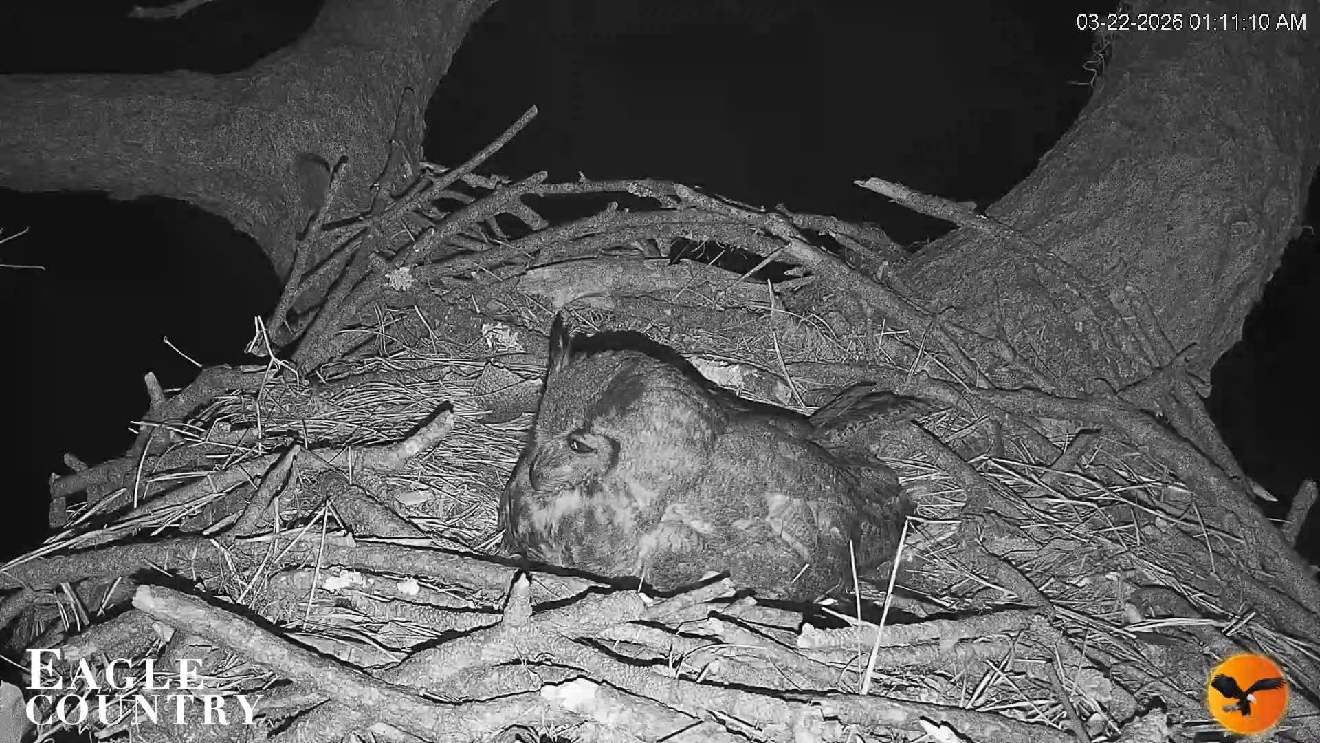 Snapshot of Eagle Country Great Horned Owl Nest Live Cam taken Mar 22, 2026, 1:12am EDT