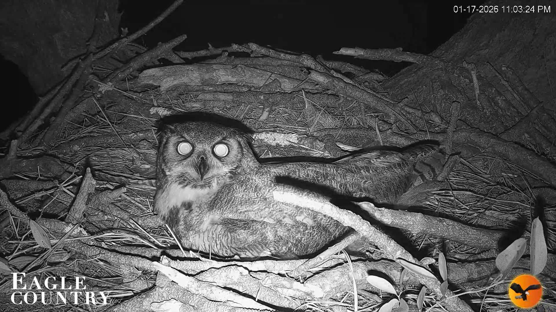 Snapshot of Eagle Country Great Horned Owl Nest Live Cam taken Jan 17, 2026, 11:04pm EST