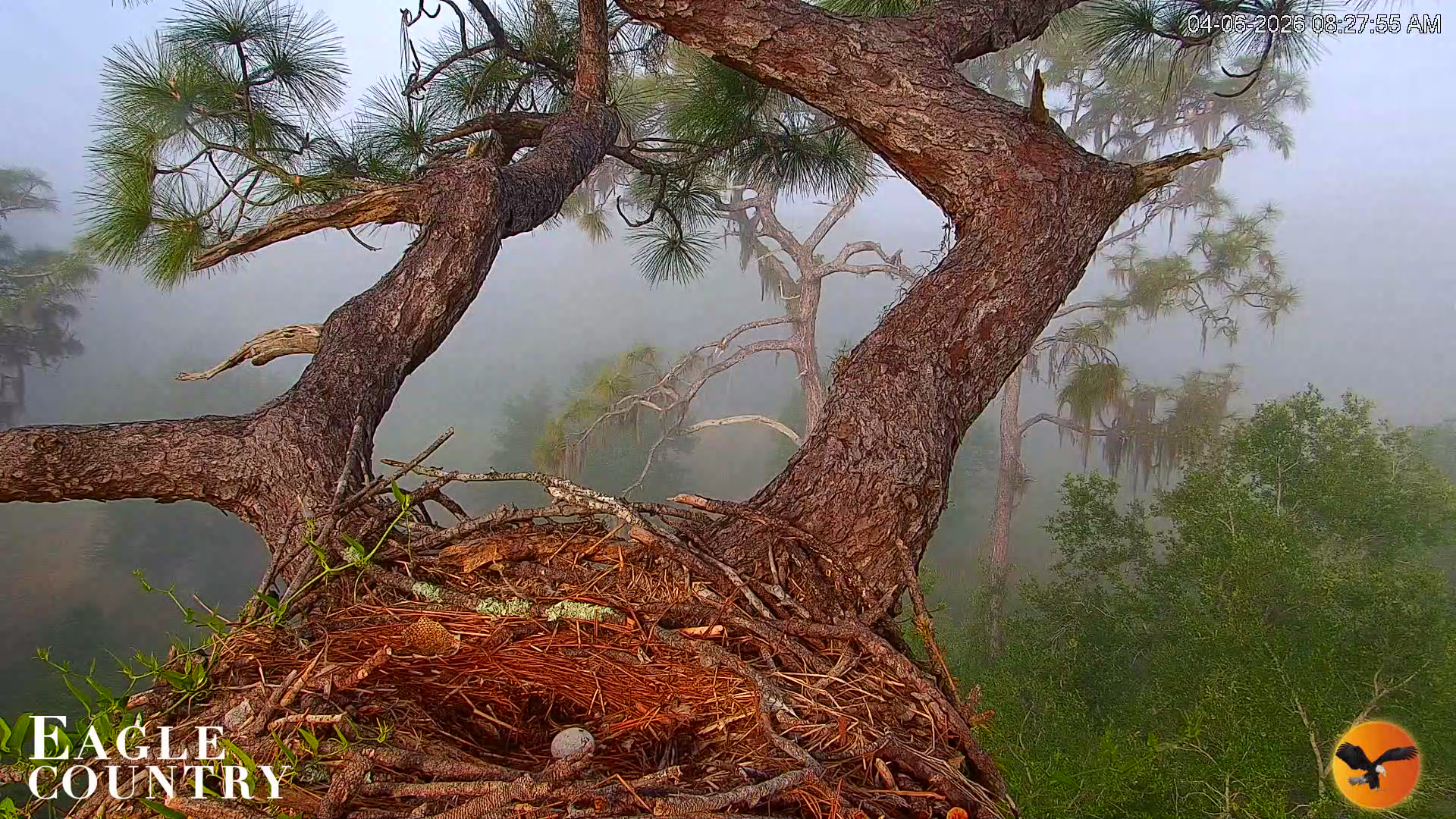Snapshot of Eagle Country Great Horned Owl Nest Live Cam taken Apr 6, 2026, 8:28am EDT