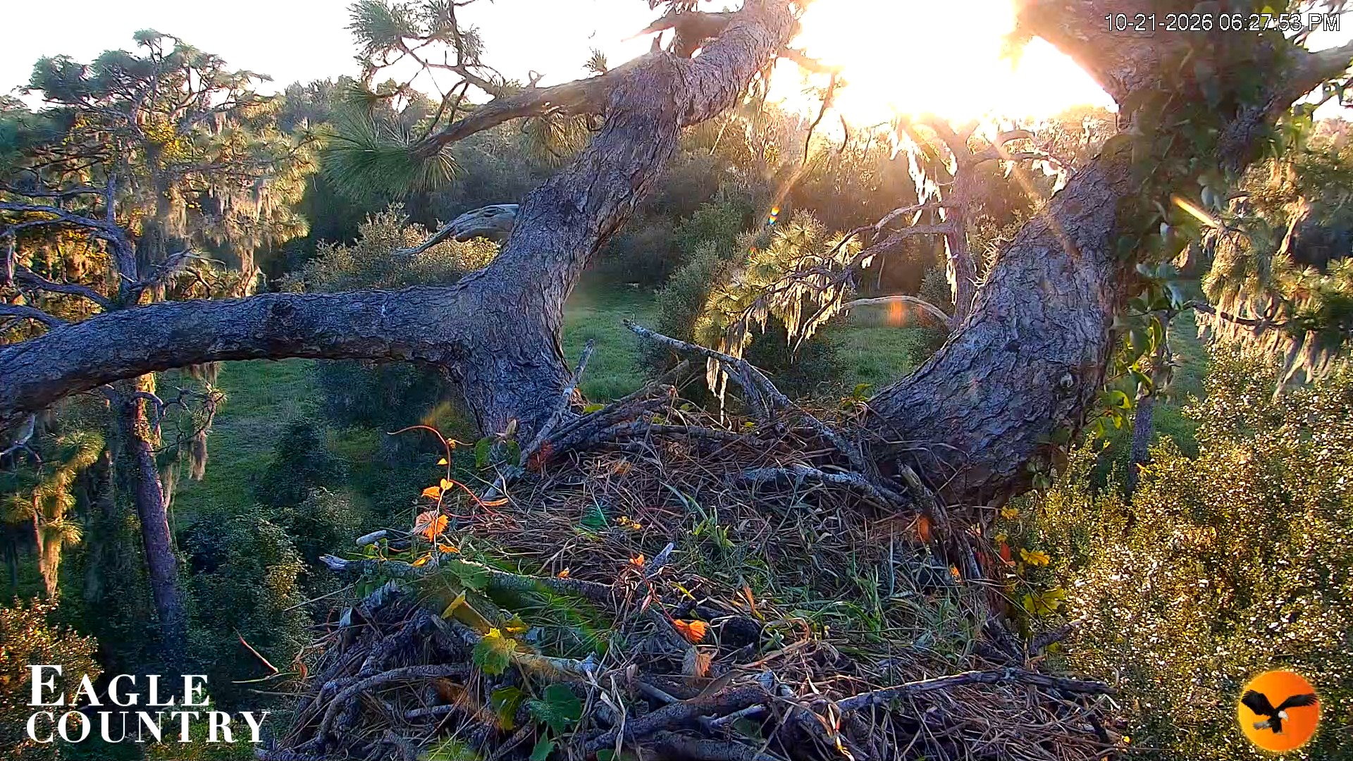 Snapshot of Eagle Country Great Horned Owl Nest Live Cam taken Oct 21, 2026, 6:29pm EDT