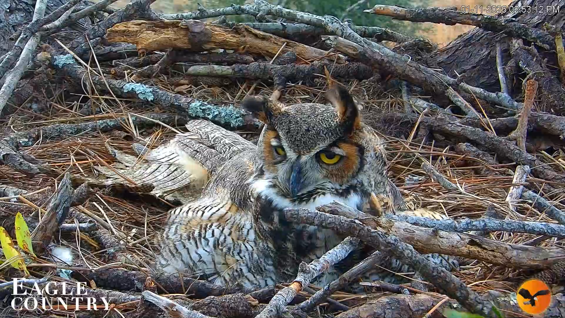 Snapshot of Eagle Country Great Horned Owl Nest Live Cam taken Jan 11, 2026, 2:55pm EST