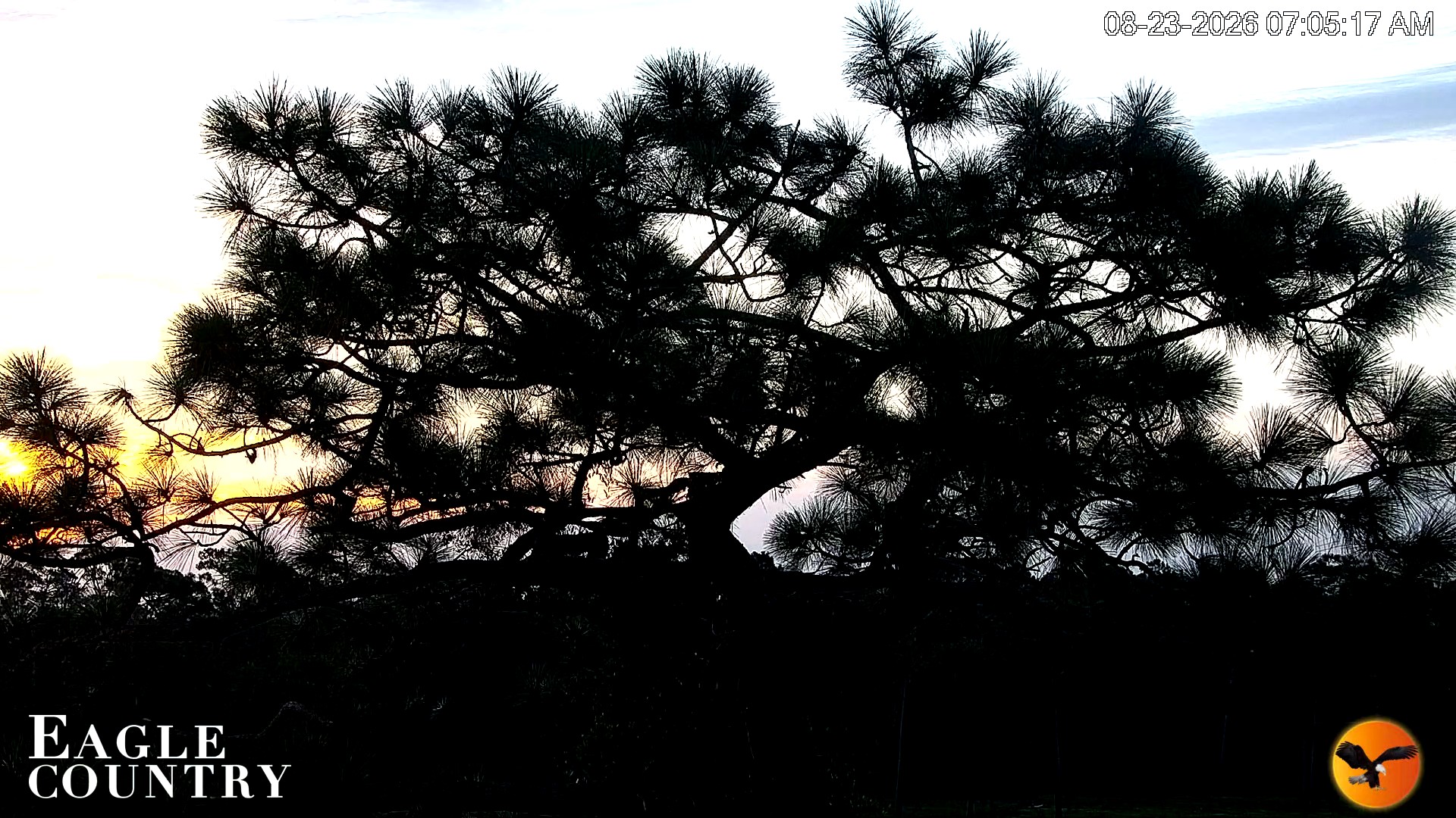 Snapshot of Eagle Country Great Horned Owl Nest Live Cam taken Aug 23, 2026, 7:06am EDT