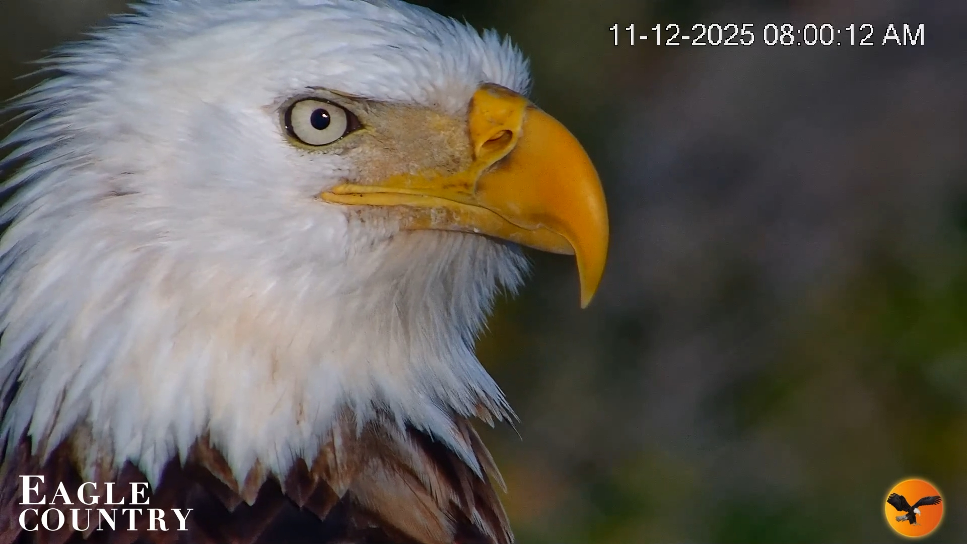 Snapshot of Eagle Country Bald Eagles Nest Live Cam taken Nov 12, 2025, 9:25am EST