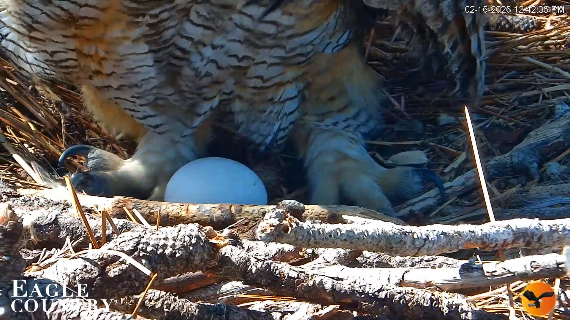 Snapshot of Eagle Country Great Horned Owl Nest Live Cam taken Feb 16, 2026, 12:43pm EST