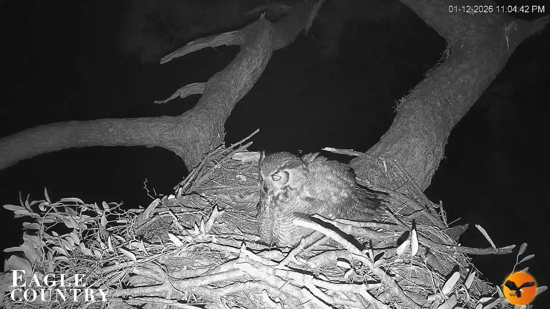 Snapshot of Eagle Country Great Horned Owl Nest Live Cam taken Jan 12, 2026, 11:05pm EST