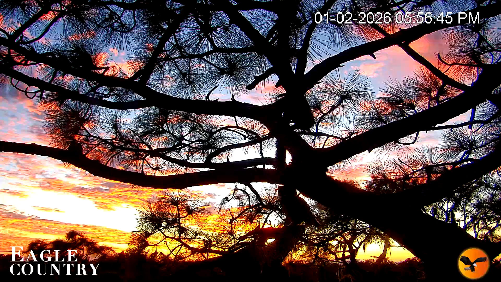 Snapshot of Eagle Country Great Horned Owl Nest Live Cam taken Jan 2, 2026, 5:57pm EST