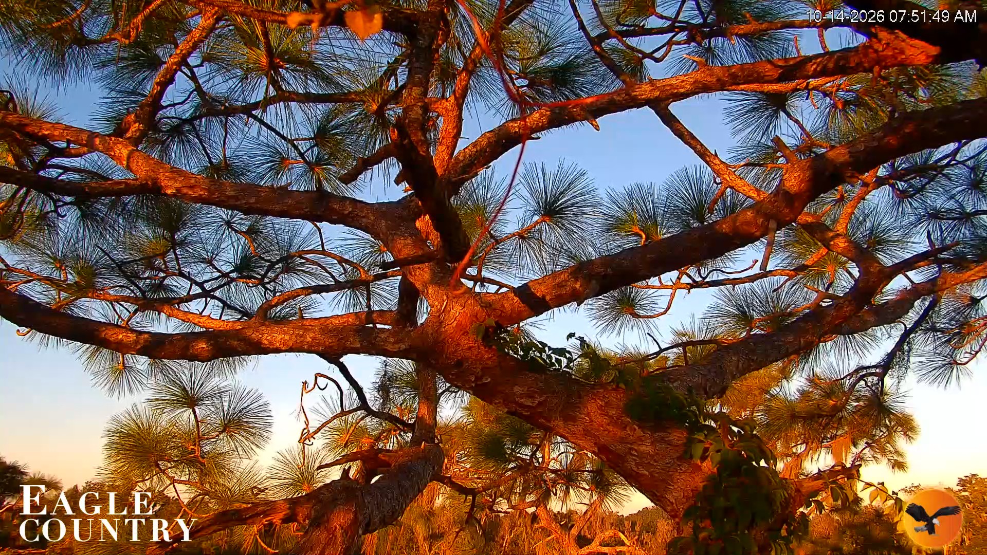 Snapshot of Eagle Country Great Horned Owl Nest Live Cam taken Oct 14, 2026, 7:52am EDT