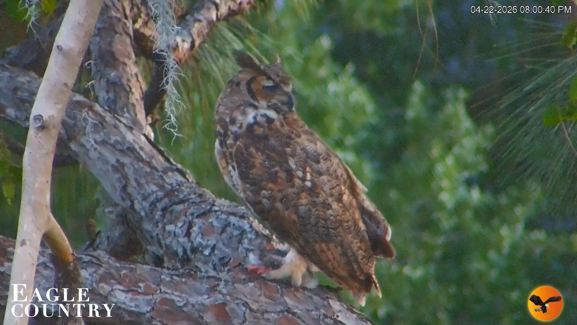 Snapshot of Eagle Country Great Horned Owl Nest Live Cam taken Apr 22, 2026, 8:01pm EDT