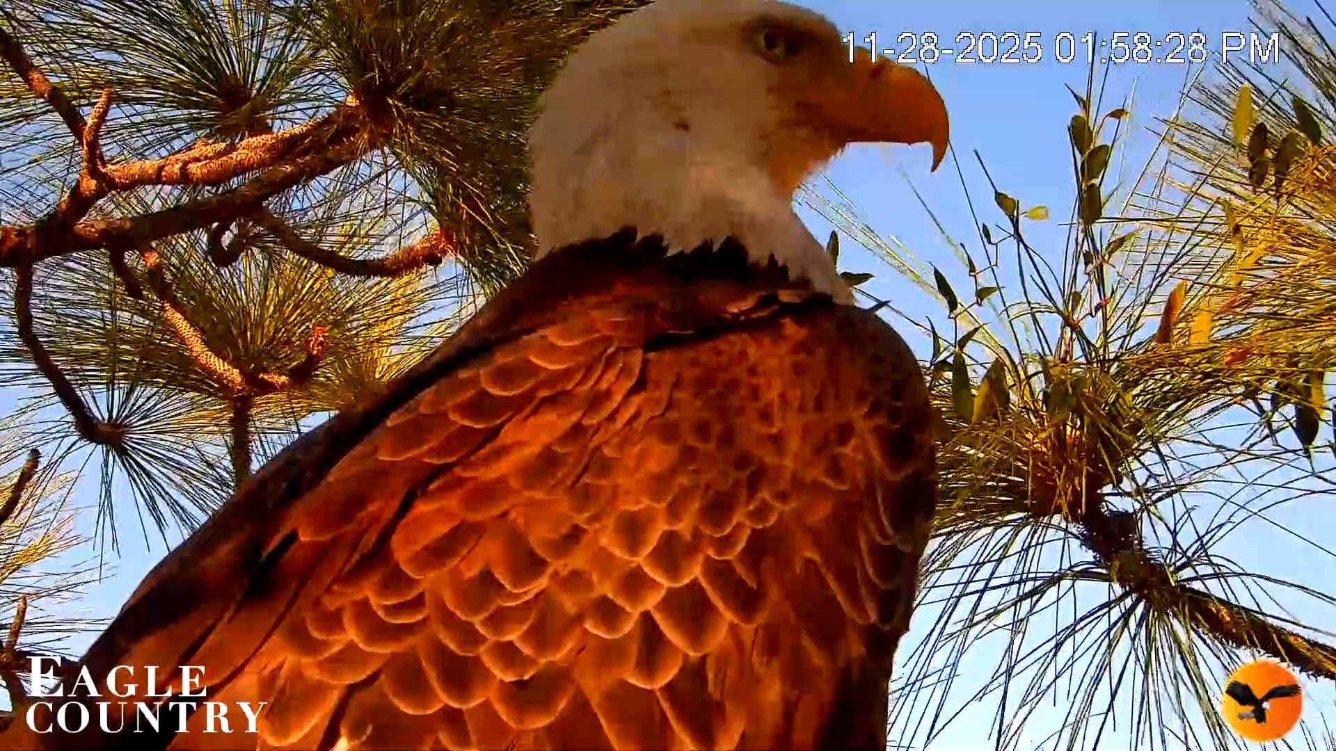 Snapshot of Eagle Country Bald Eagles Nest Live Cam taken Nov 28, 2025, 1:59pm EST