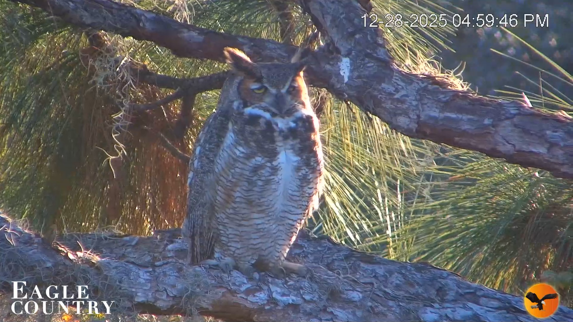 Snapshot of Eagle Country Bald Eagles Nest Live Cam taken Dec 28, 2025, 5:00pm EST