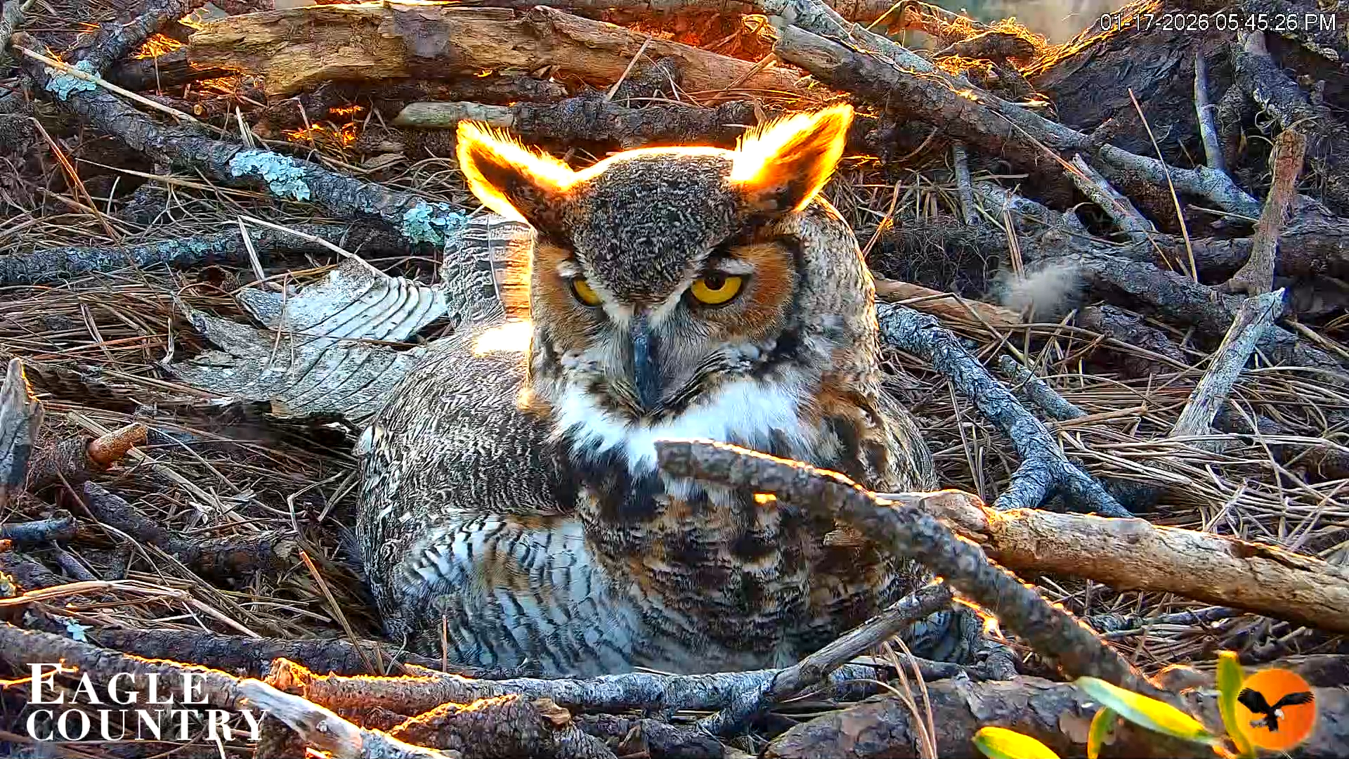 Snapshot of Eagle Country Great Horned Owl Nest Live Cam taken Jan 17, 2026, 10:34pm EST
