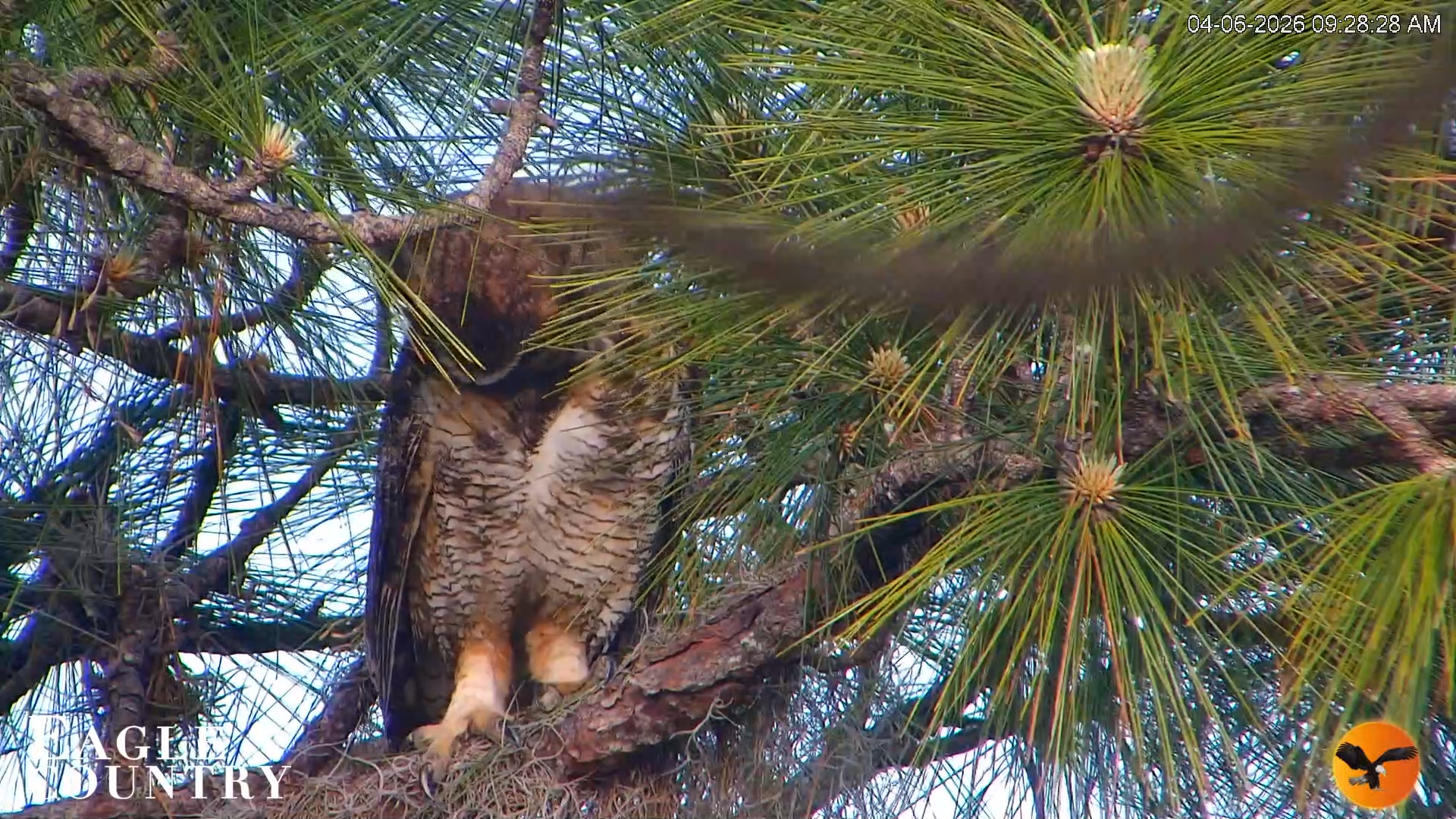Snapshot of Eagle Country Great Horned Owl Nest Live Cam taken Apr 6, 2026, 9:29am EDT