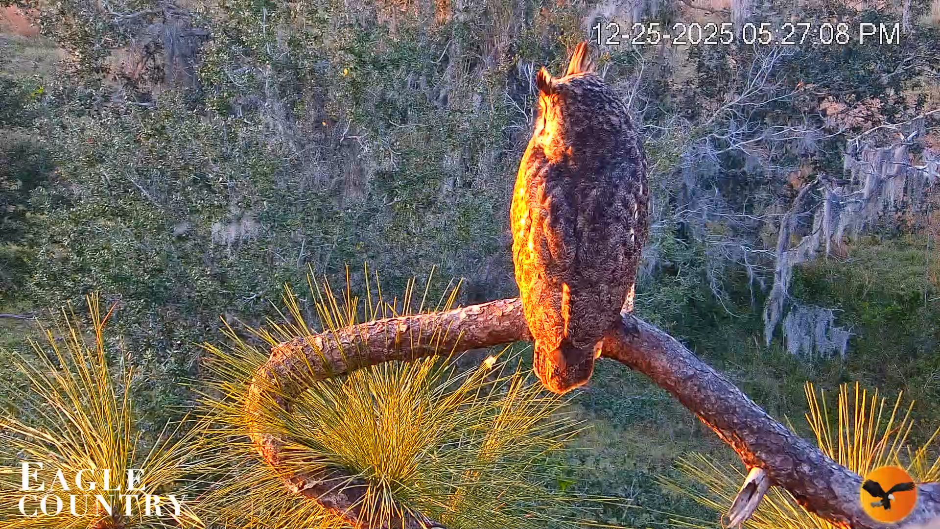 Snapshot of Eagle Country Bald Eagles Nest Live Cam taken Dec 25, 2025, 5:27pm EST