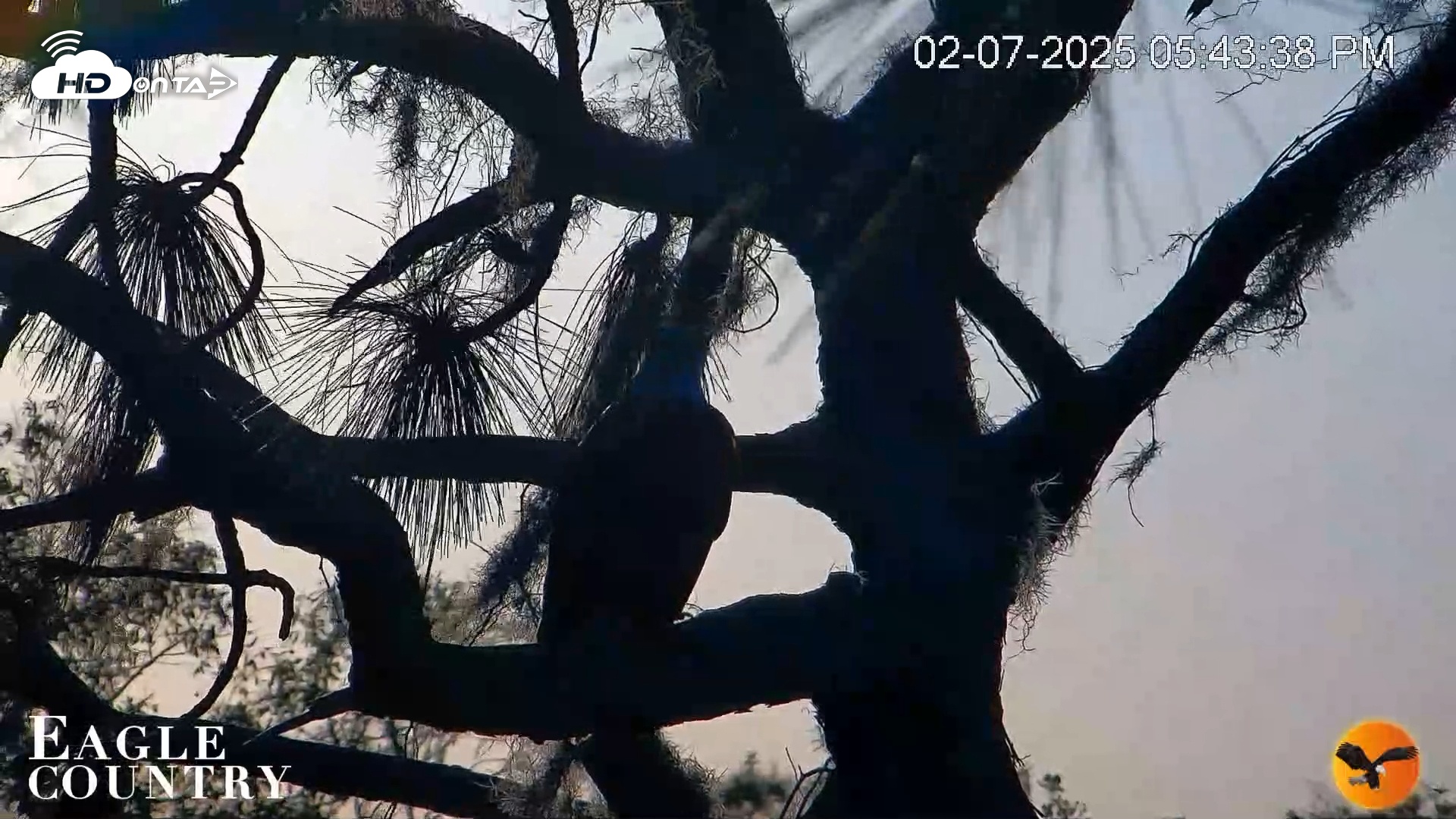 Snapshot of Eagle Country Great Horned Owl Nest Live Cam taken Feb 7, 2025, 5:44pm EST