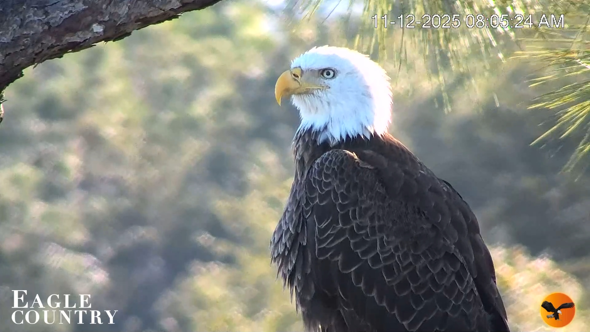 Snapshot of Eagle Country Bald Eagles Nest Live Cam taken Nov 12, 2025, 9:24am EST