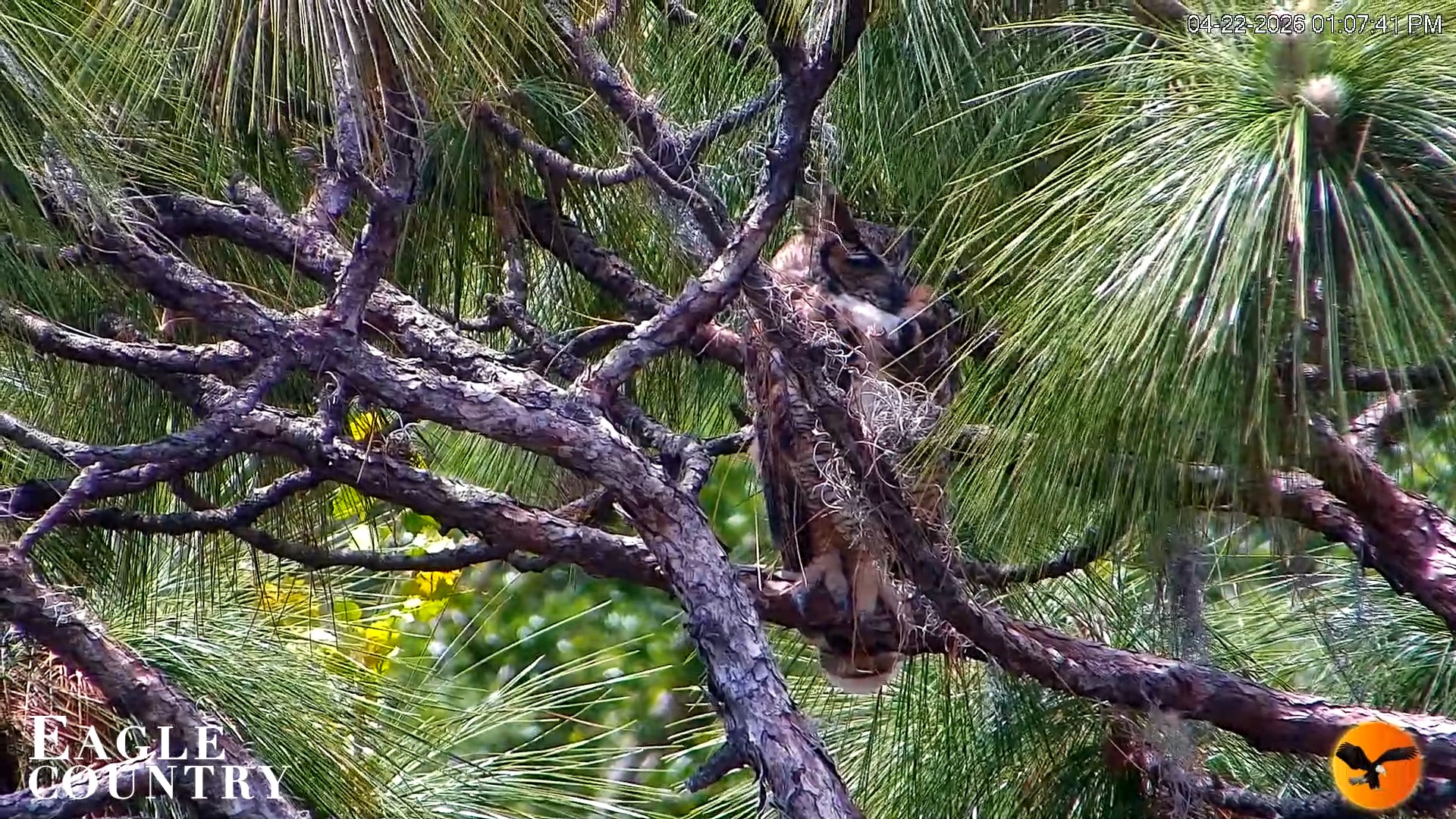 Snapshot of Eagle Country Great Horned Owl Nest Live Cam taken Apr 22, 2026, 1:08pm EDT