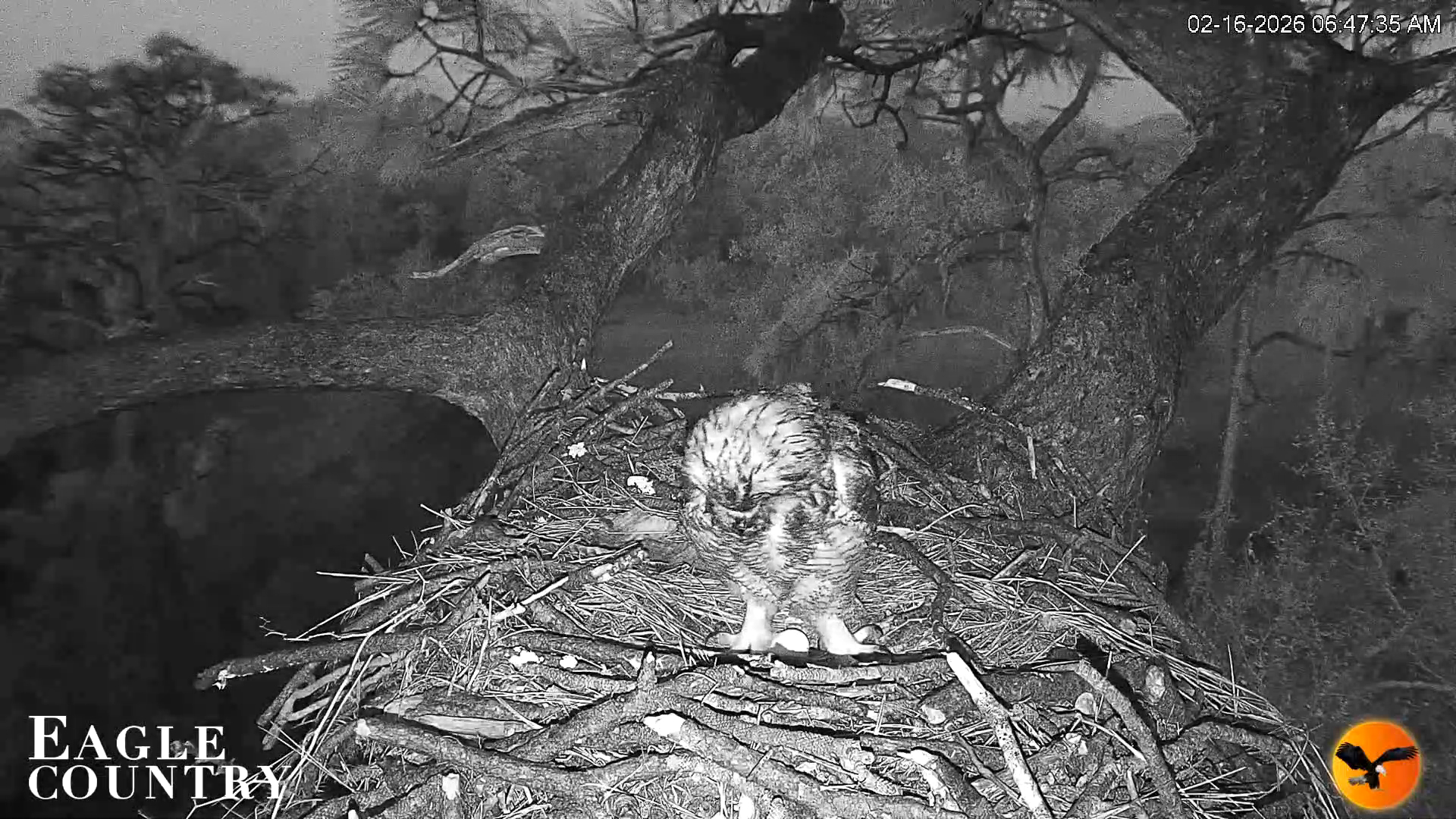 Snapshot of Eagle Country Great Horned Owl Nest Live Cam taken Feb 16, 2026, 6:48am EST