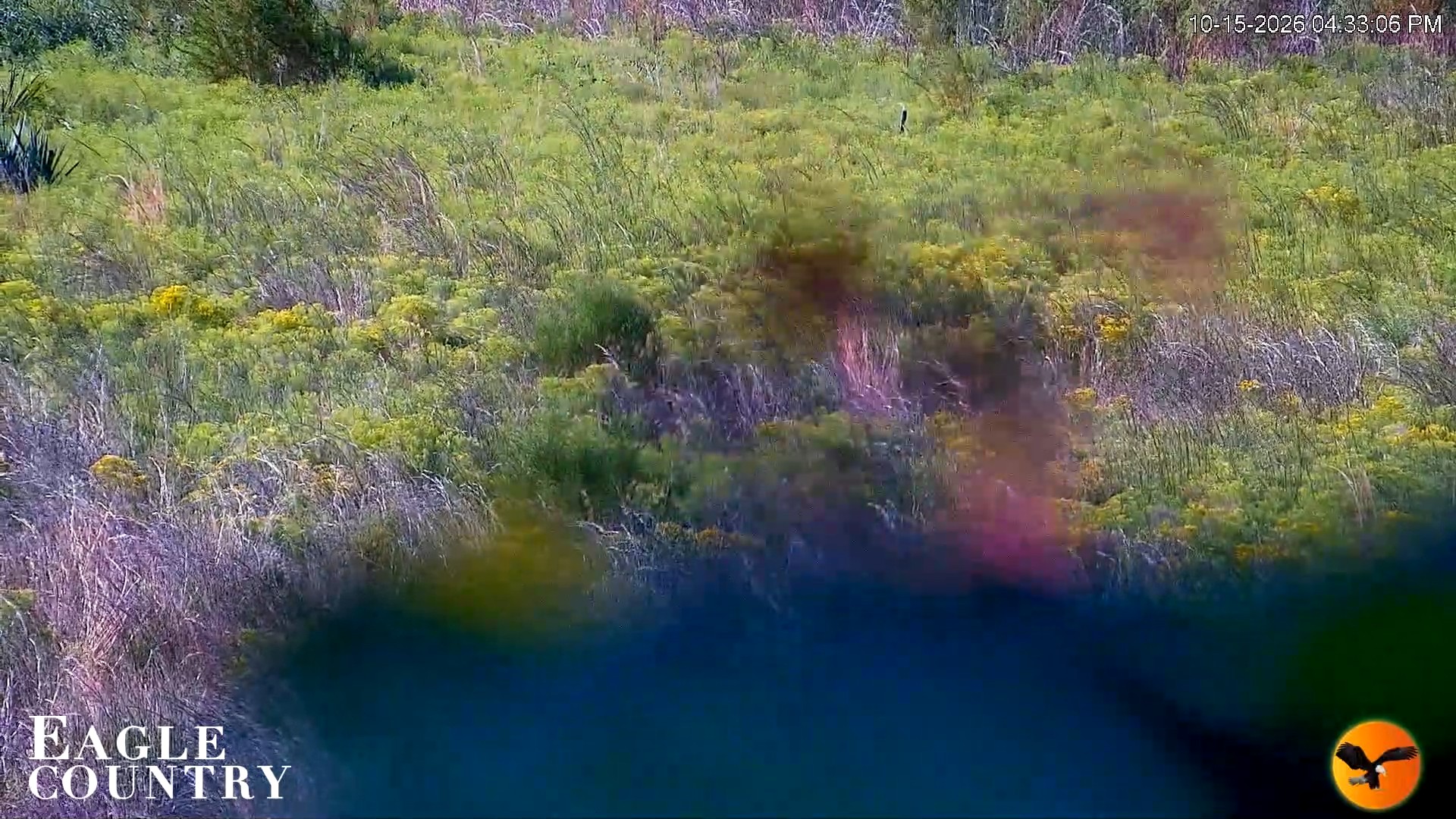 Snapshot of Eagle Country Great Horned Owl Nest Live Cam taken Oct 15, 2026, 4:34pm EDT