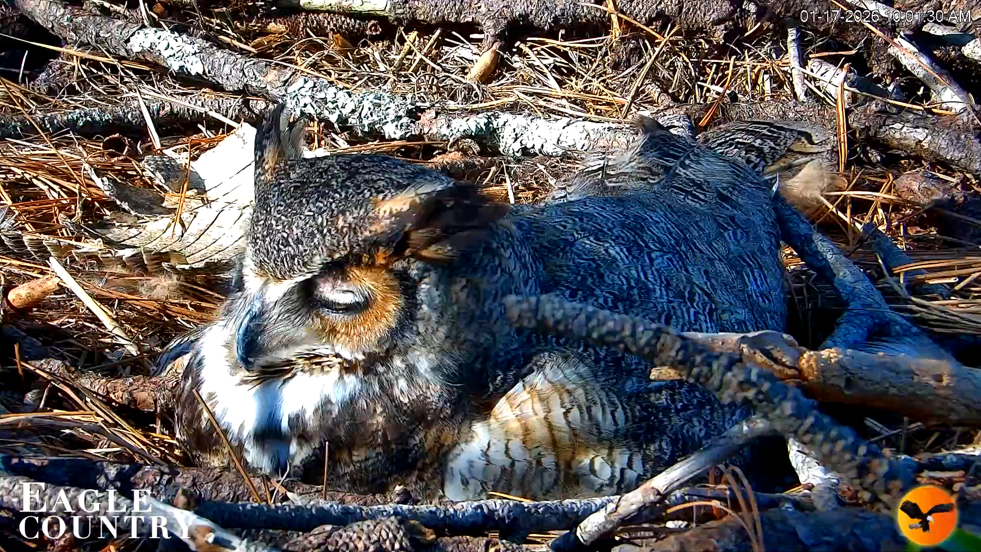 Snapshot of Eagle Country Great Horned Owl Nest Live Cam taken Jan 17, 2026, 10:02am EST