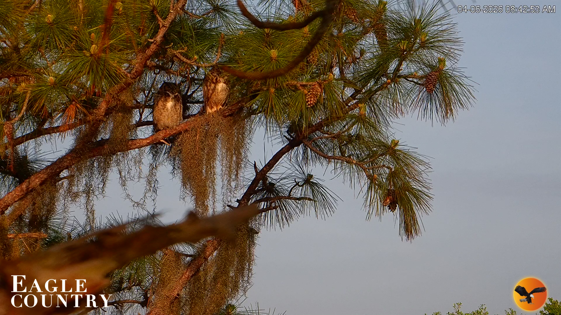 Snapshot of Eagle Country Great Horned Owl Nest Live Cam taken Apr 6, 2026, 9:14am EDT