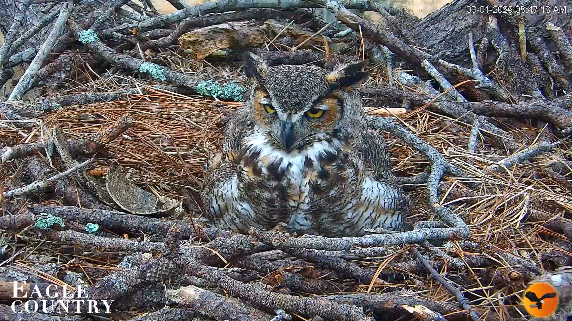 Snapshot of Eagle Country Great Horned Owl Nest Live Cam taken Mar 1, 2026, 8:47am EST