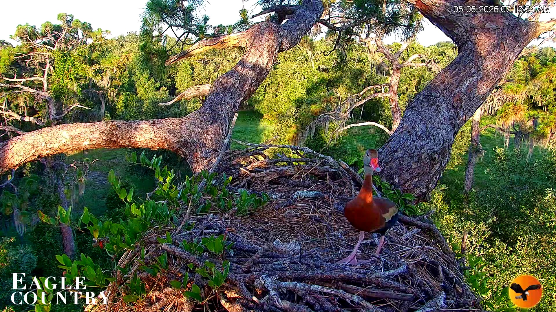 Snapshot of Eagle Country Great Horned Owl Nest Live Cam taken Jun 6, 2026, 7:14am EDT