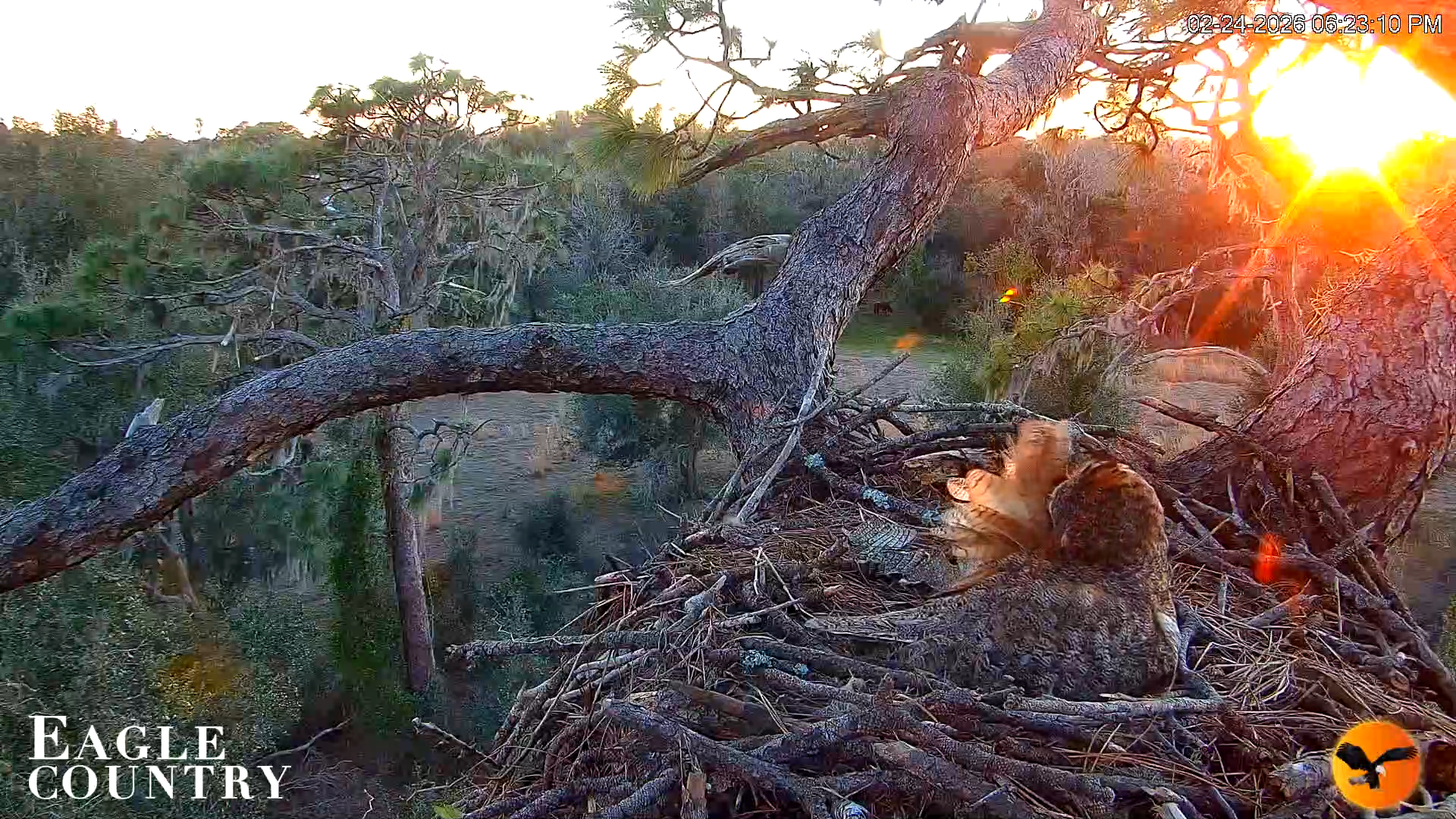 Snapshot of Eagle Country Great Horned Owl Nest Live Cam taken Feb 24, 2026, 6:24pm EST