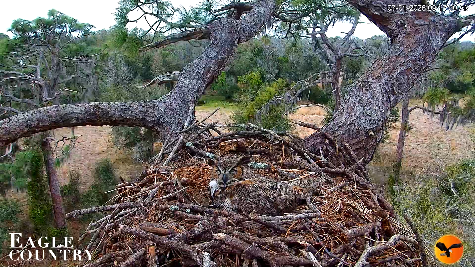 Snapshot of Eagle Country Great Horned Owl Nest Live Cam taken Mar 1, 2026, 9:17am EST