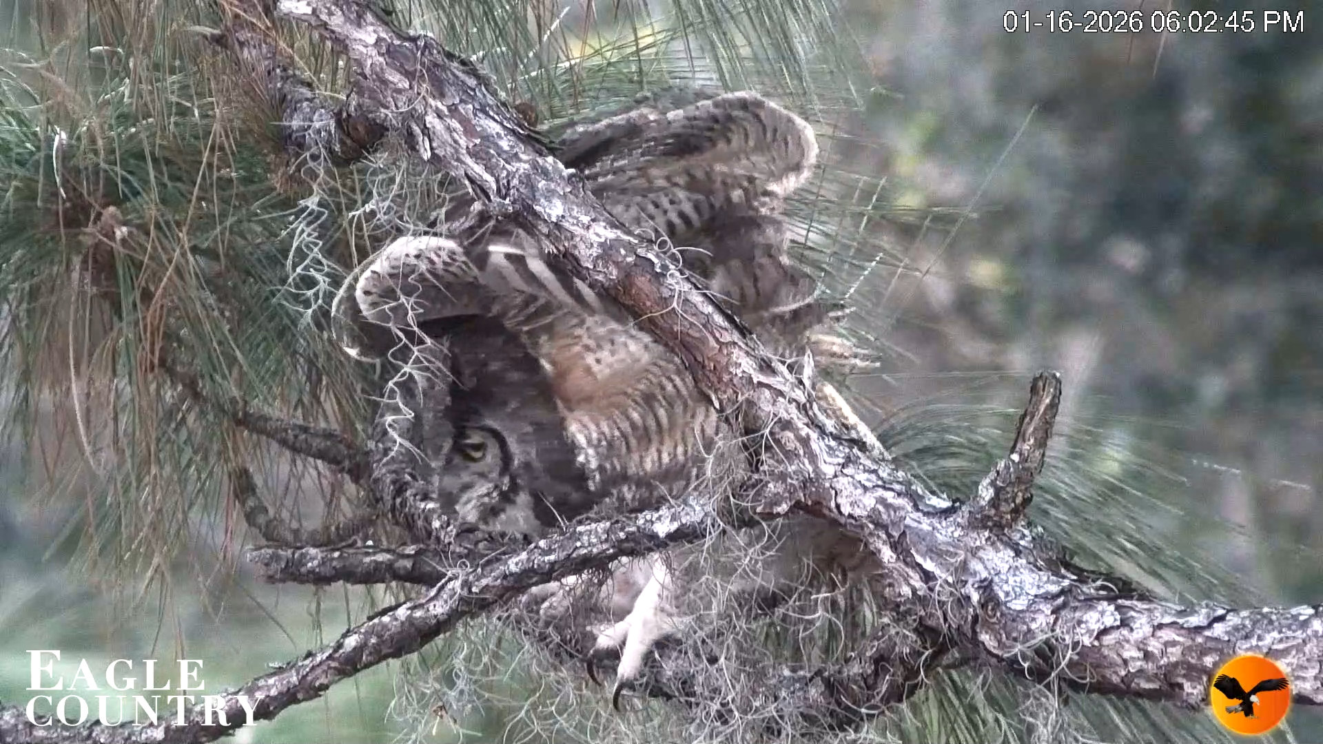 Snapshot of Eagle Country Great Horned Owl Nest Live Cam taken Jan 16, 2026, 6:04pm EST
