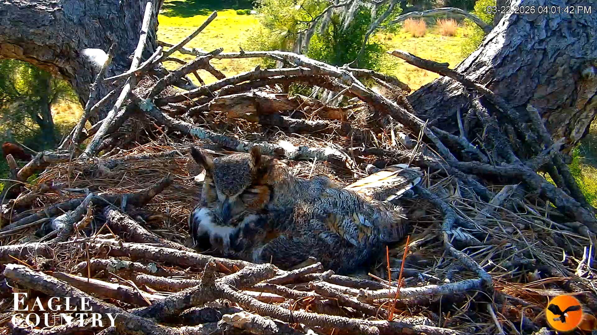 Snapshot of Eagle Country Great Horned Owl Nest Live Cam taken Mar 22, 2026, 4:02pm EDT