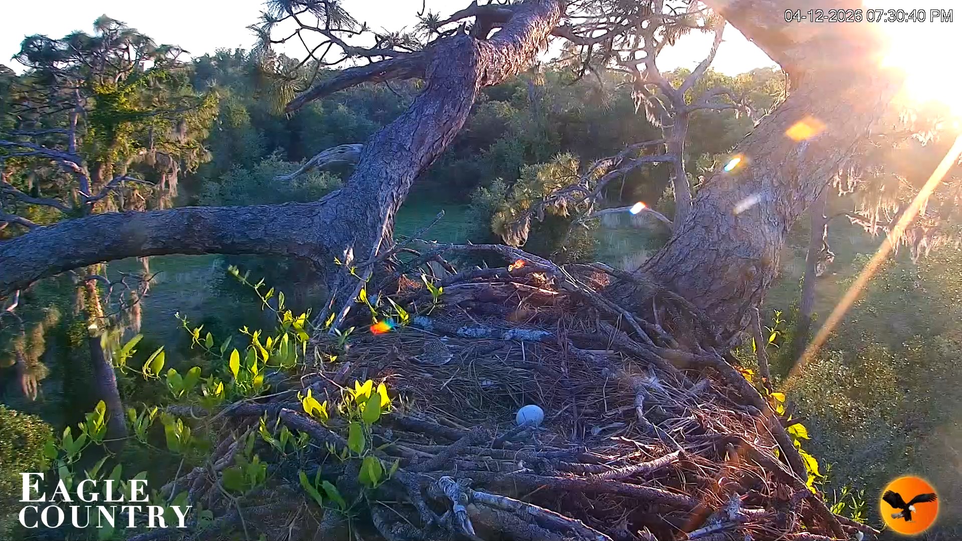 Snapshot of Eagle Country Great Horned Owl Nest Live Cam taken Apr 12, 2026, 7:31pm EDT