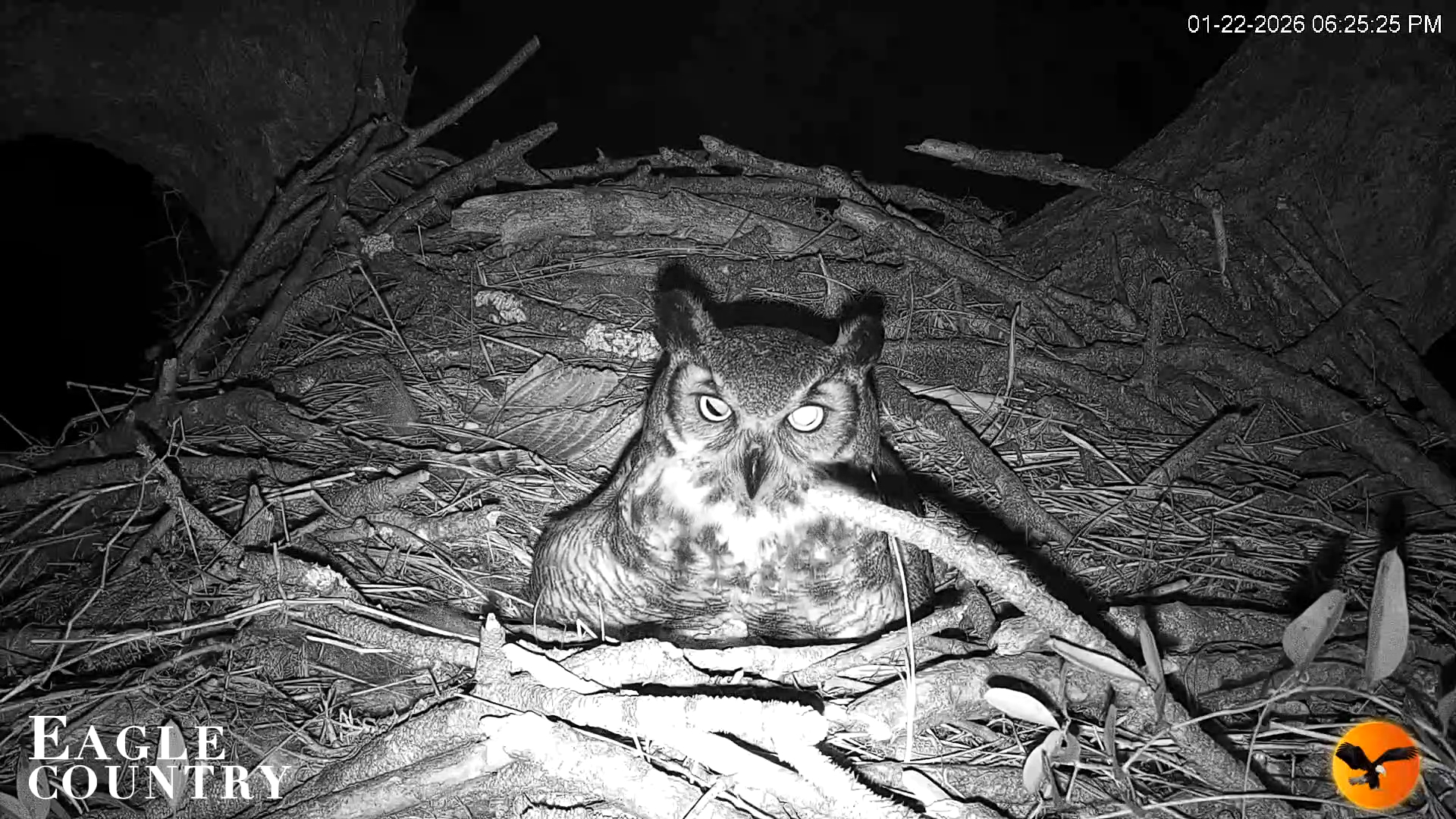 Snapshot of Eagle Country Great Horned Owl Nest Live Cam taken Jan 22, 2026, 6:53pm EST