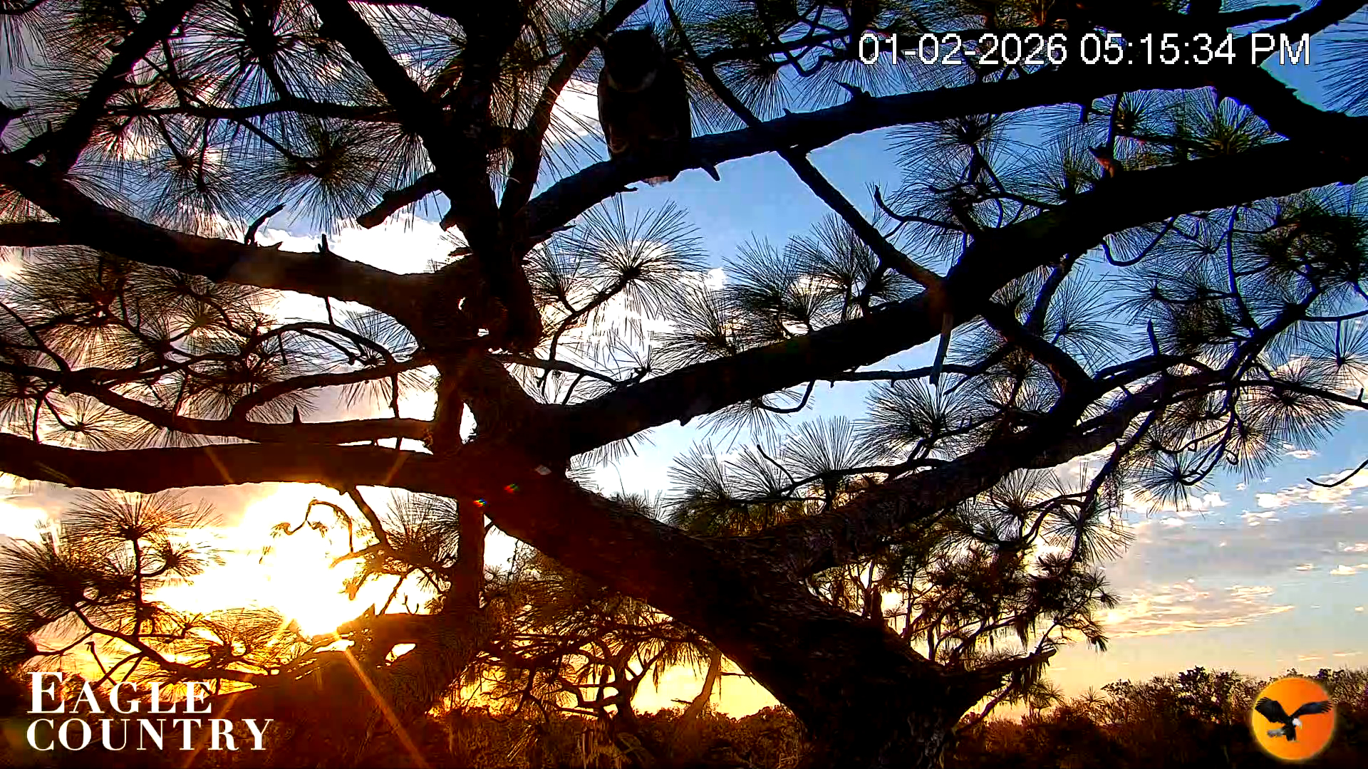 Snapshot of Eagle Country Great Horned Owl Nest Live Cam taken Jan 2, 2026, 5:16pm EST