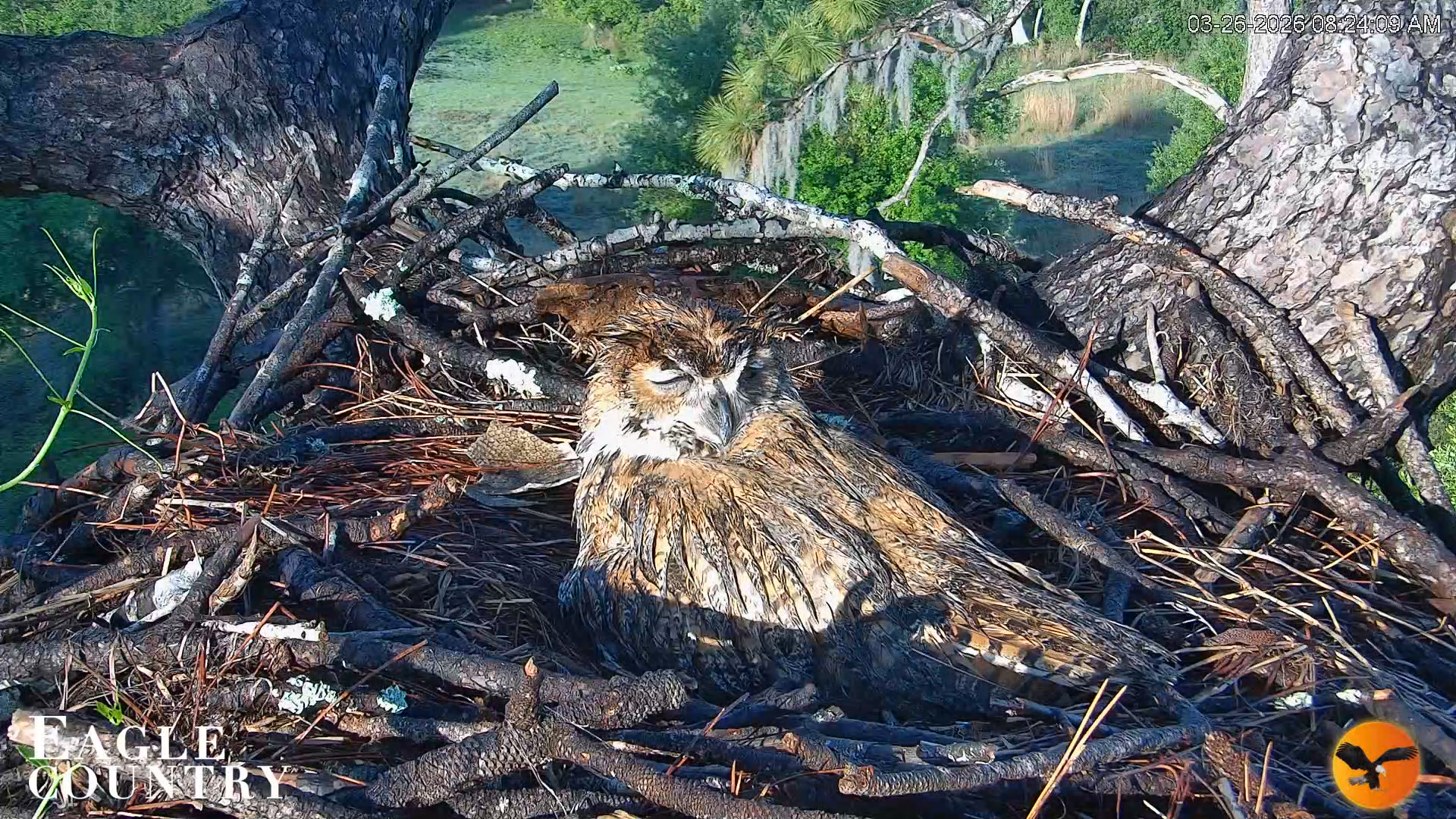 Snapshot of Eagle Country Great Horned Owl Nest Live Cam taken Mar 26, 2026, 8:25am EDT
