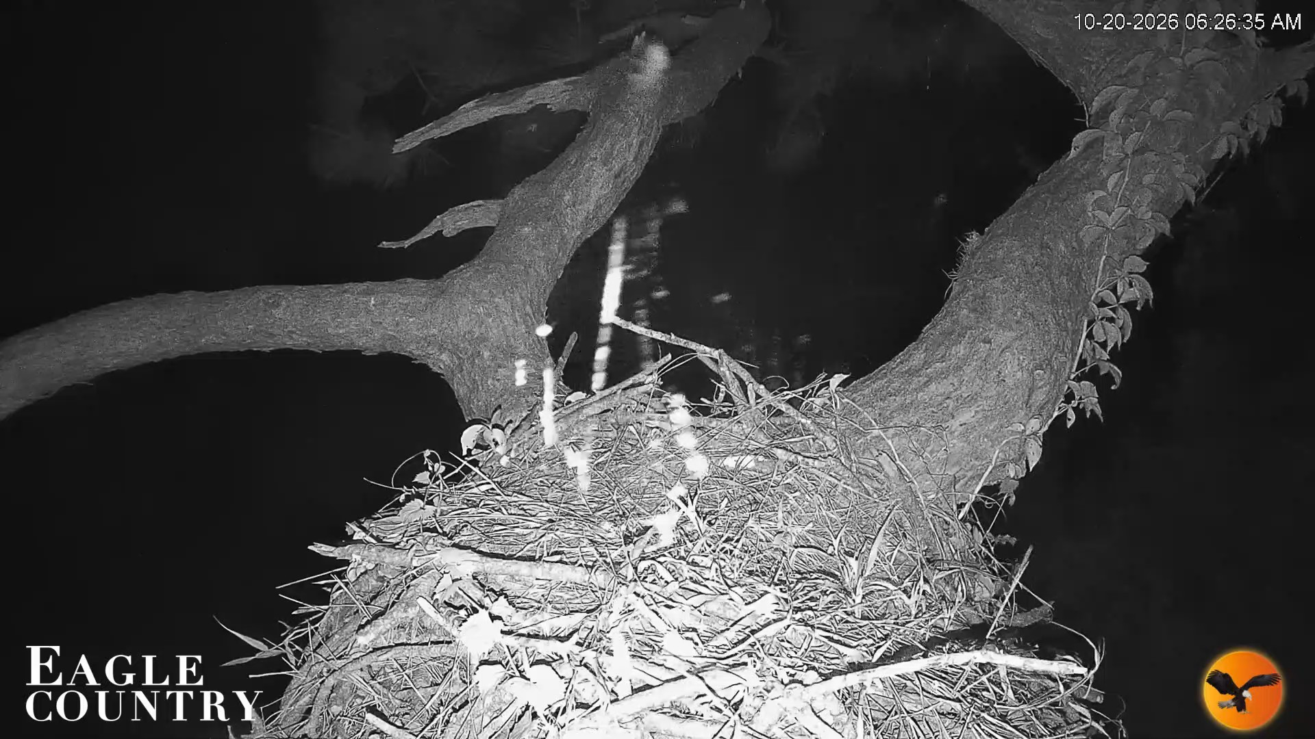 Snapshot of Eagle Country Great Horned Owl Nest Live Cam taken Oct 20, 2026, 6:28am EDT