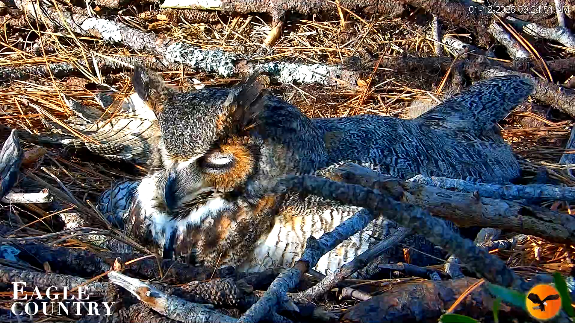 Snapshot of Eagle Country Great Horned Owl Nest Live Cam taken Jan 12, 2026, 9:25am EST