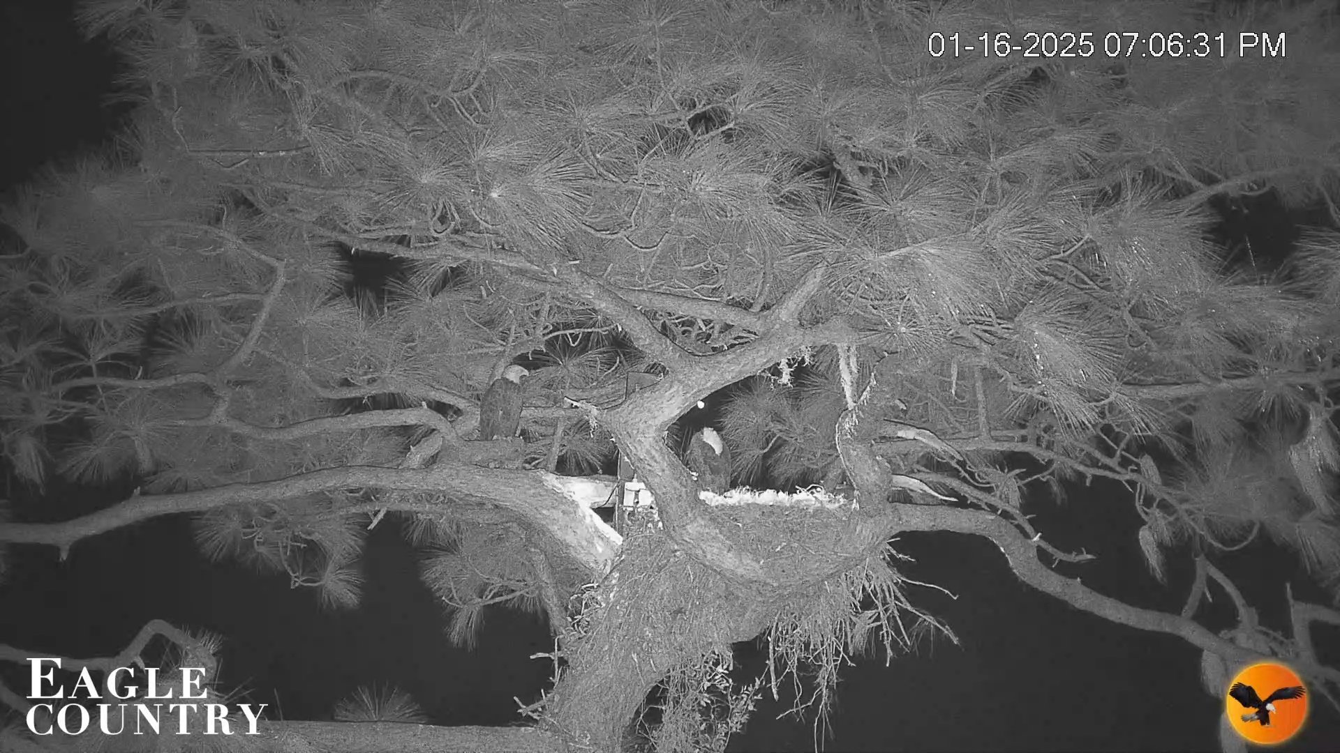 Snapshot of Eagle Country Great Horned Owl Nest Live Cam taken Jan 16, 2025, 7:07pm EST