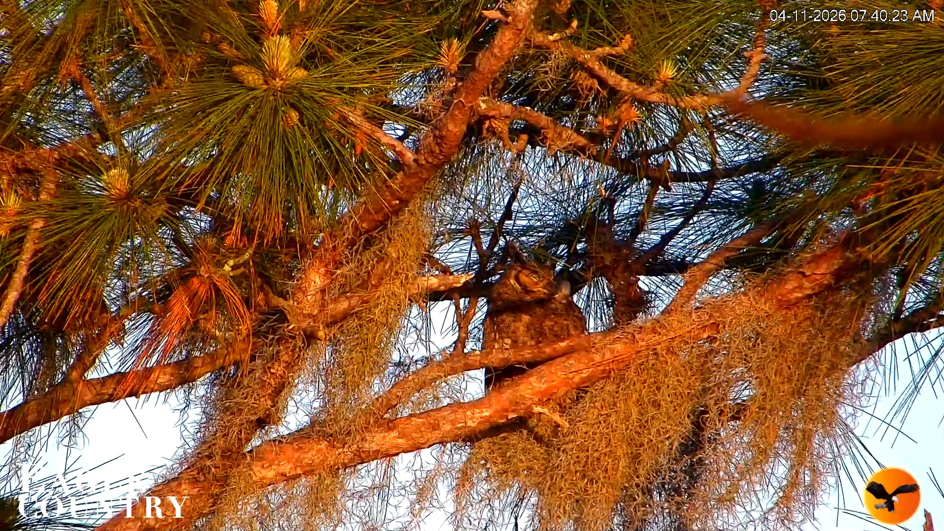 Snapshot of Eagle Country Great Horned Owl Nest Live Cam taken Apr 11, 2026, 7:48am EDT