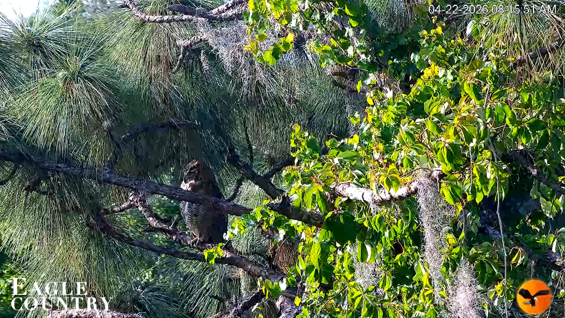 Snapshot of Eagle Country Great Horned Owl Nest Live Cam taken Apr 22, 2026, 8:16am EDT